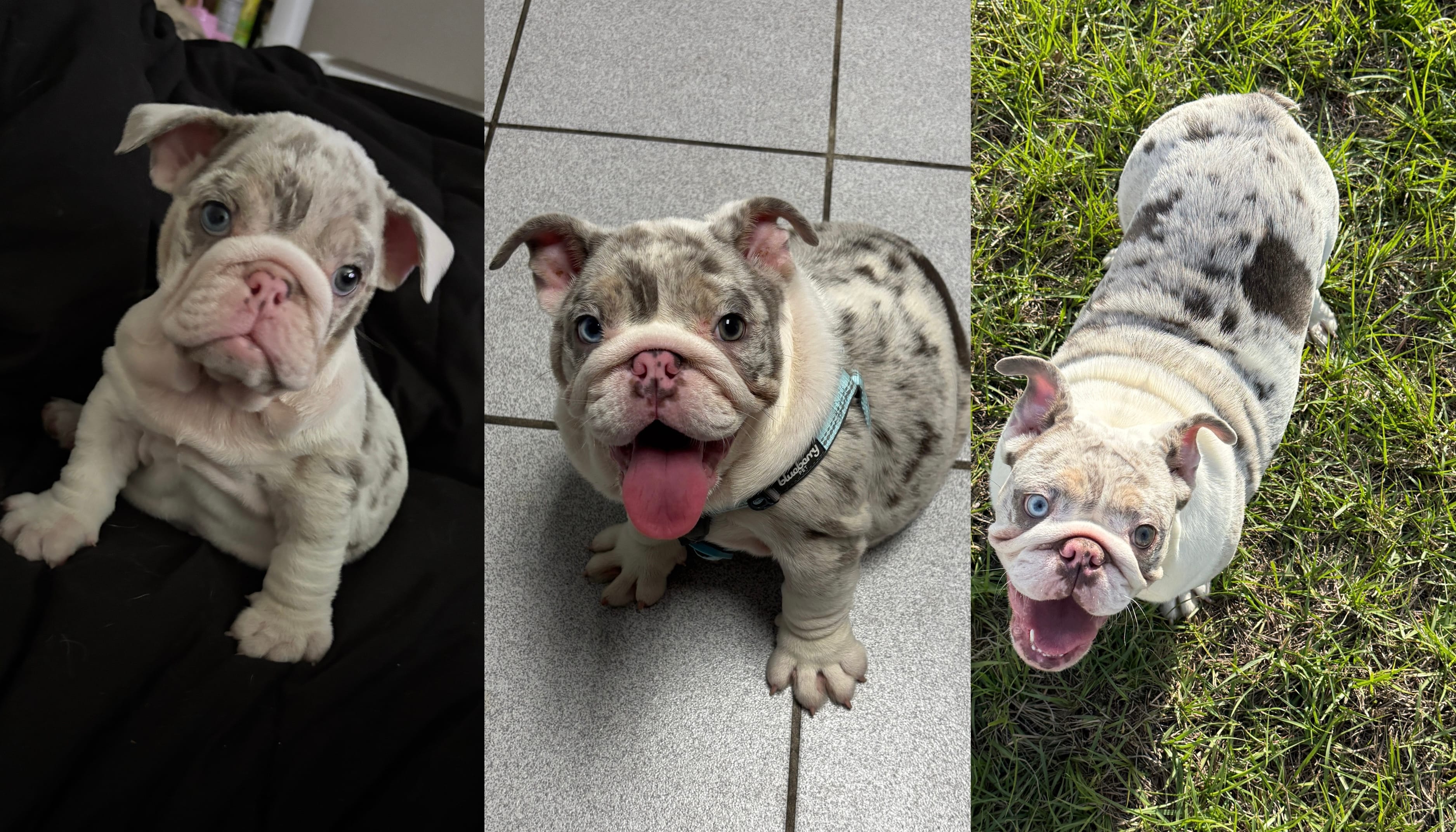 Annabelle – English Bulldog puppy for sale in Auburndale, FL