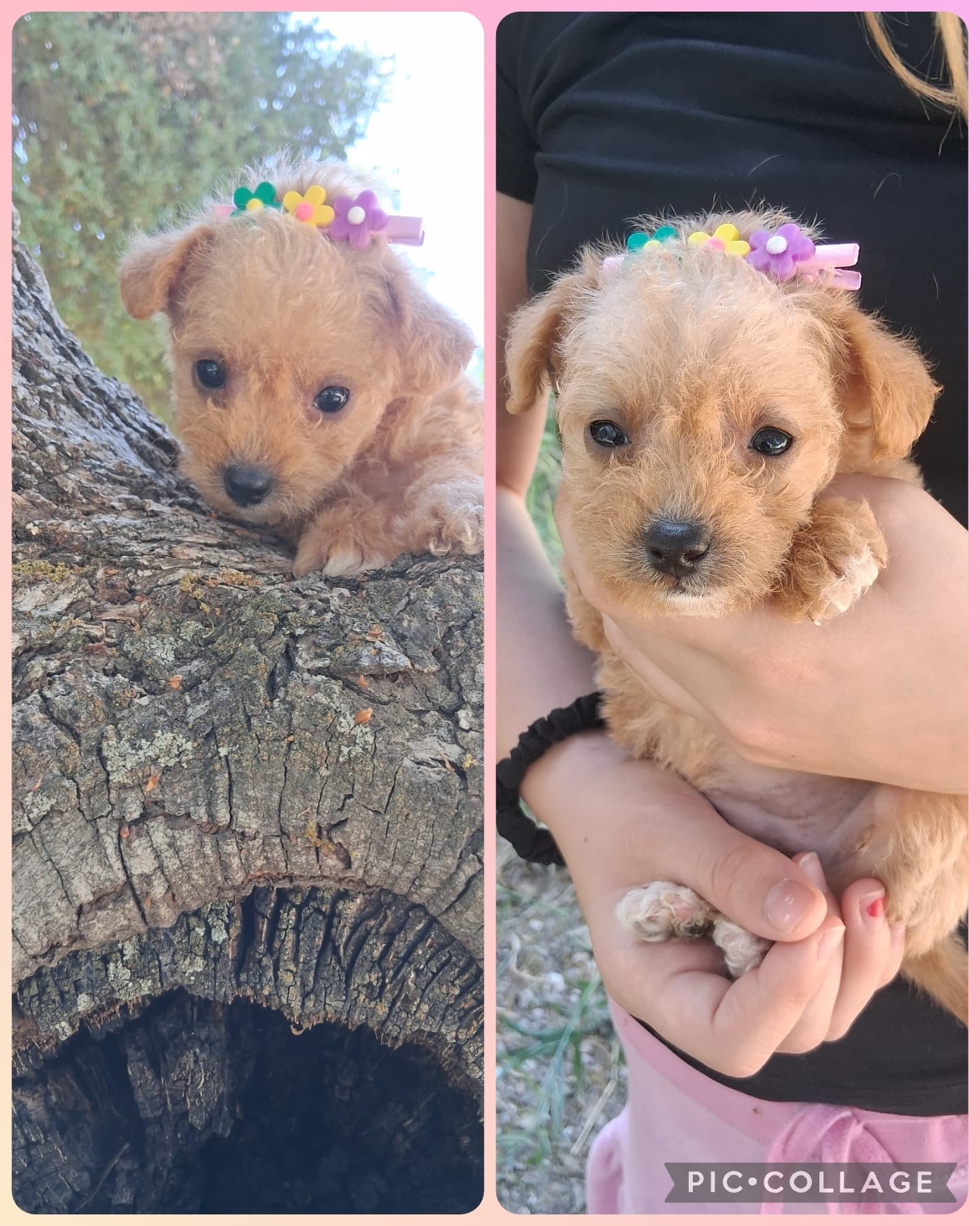 Genevieve – Chipoo puppy for sale in Paso Robles, CA