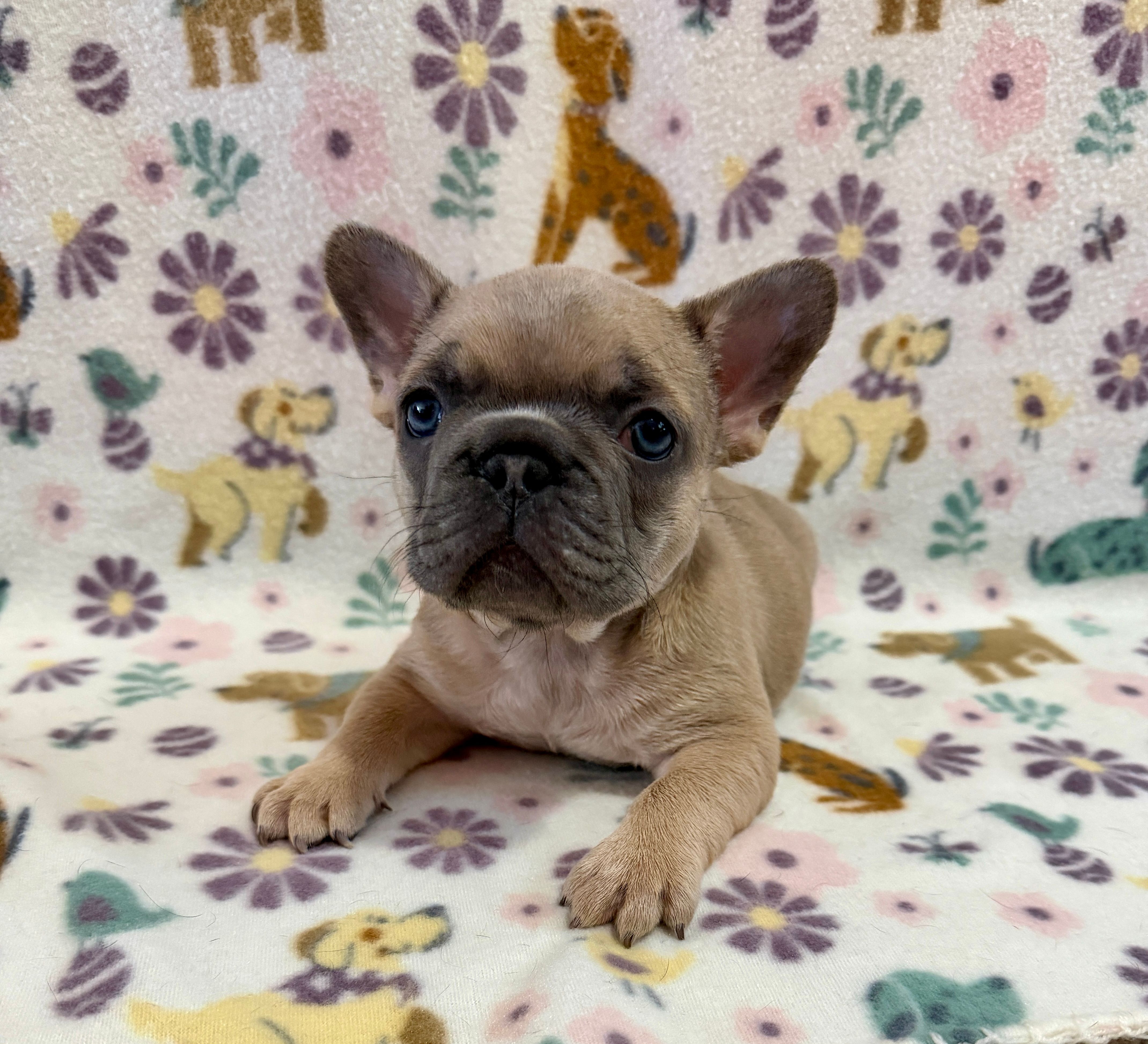 Blue Fawn Female – French Bulldog puppy for sale in Prosperity, SC