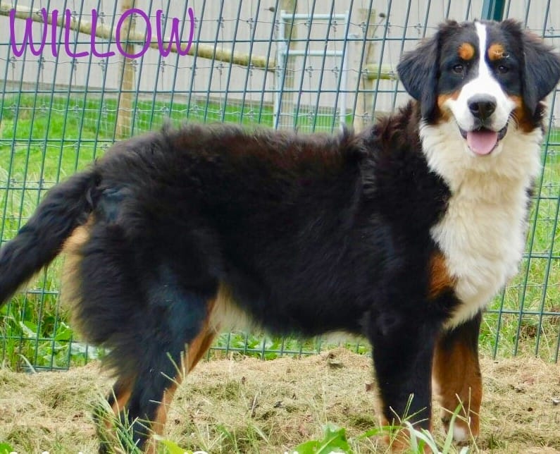 Willow – Bernese Mountain Dog puppy for sale in Omaha, NE