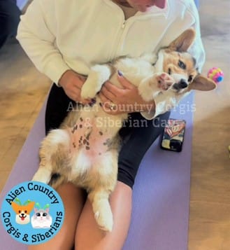 Oogway by Tri-Clear Dad – Pembroke Welsh Corgi puppy for sale in Spring Hill, FL