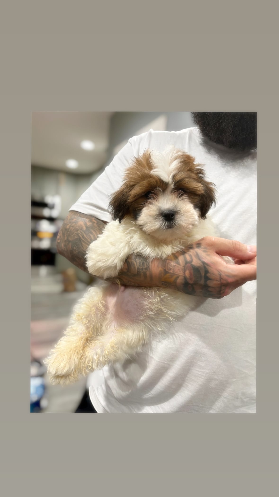 Axel – Bichon Frise, Shih Tzu puppy for sale in Philadelphia, PA
