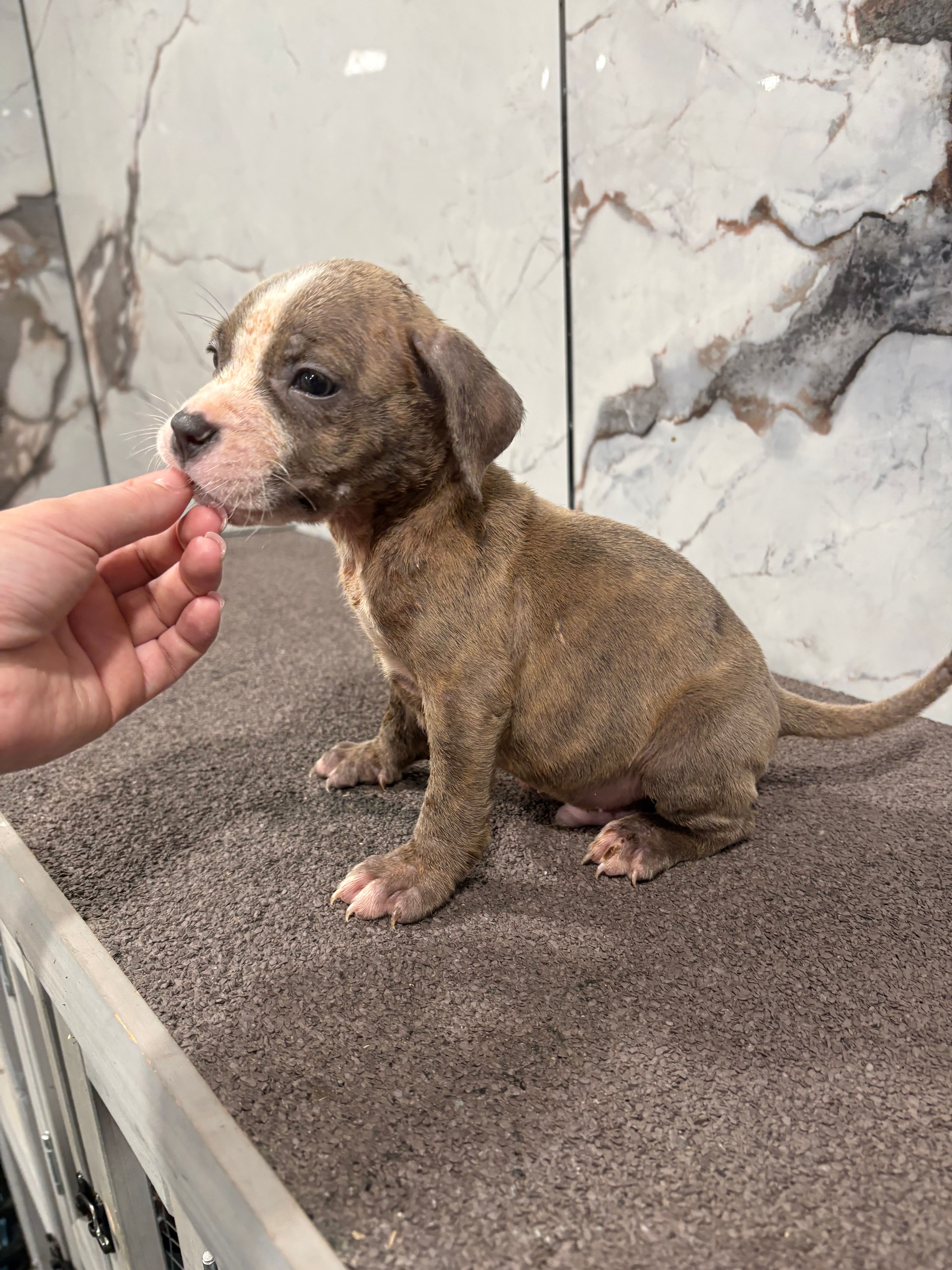 Brindle  – American Bully puppy for sale in Philadelphia, PA