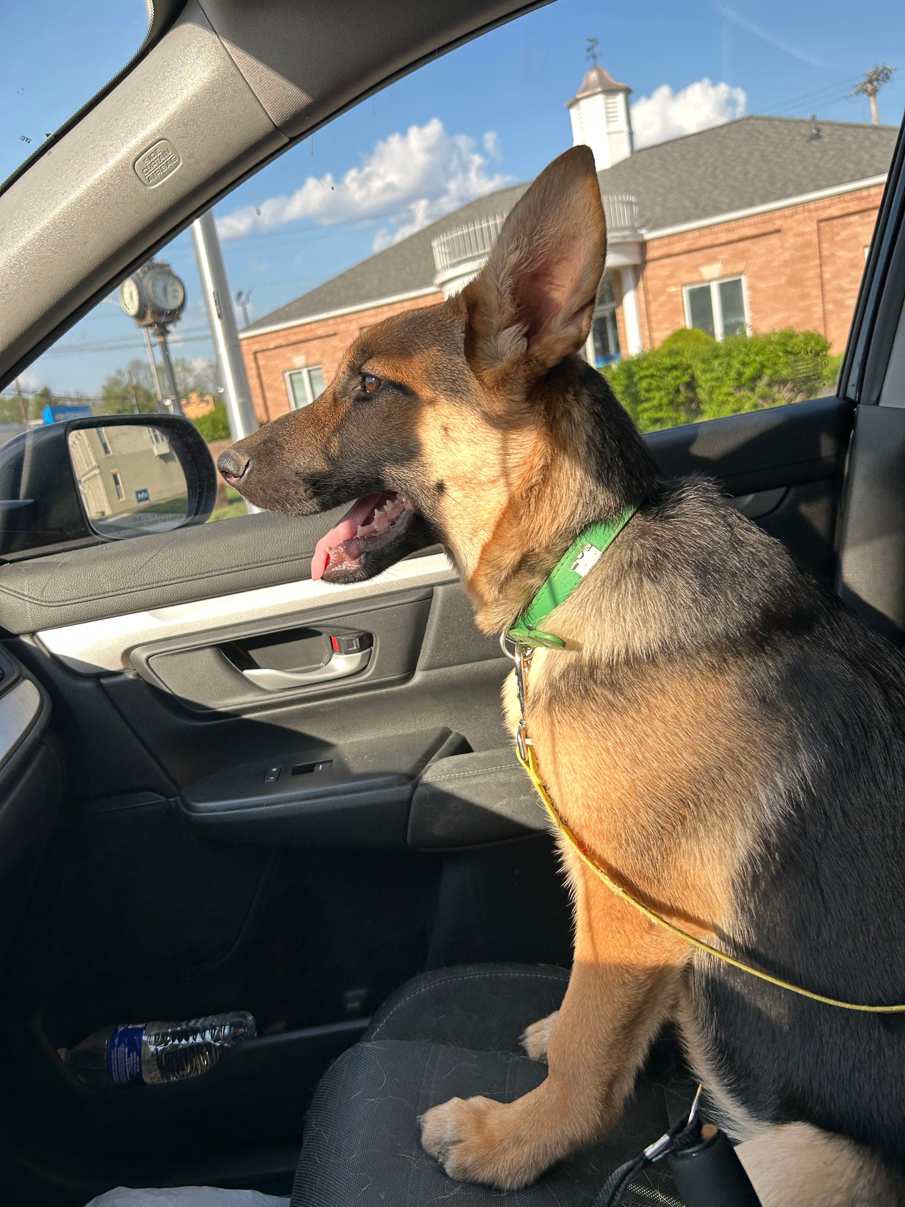 Miss Green – German Shepherd Dog puppy for sale in Mechanicsburg, OH