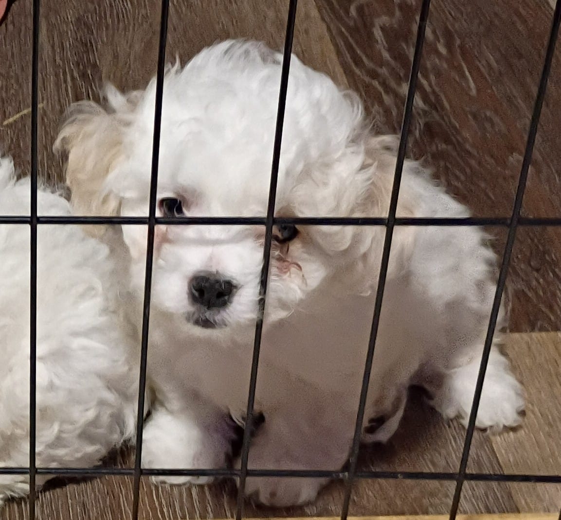 KINKY BOY – Maltipoo puppy for sale in Ocala, FL