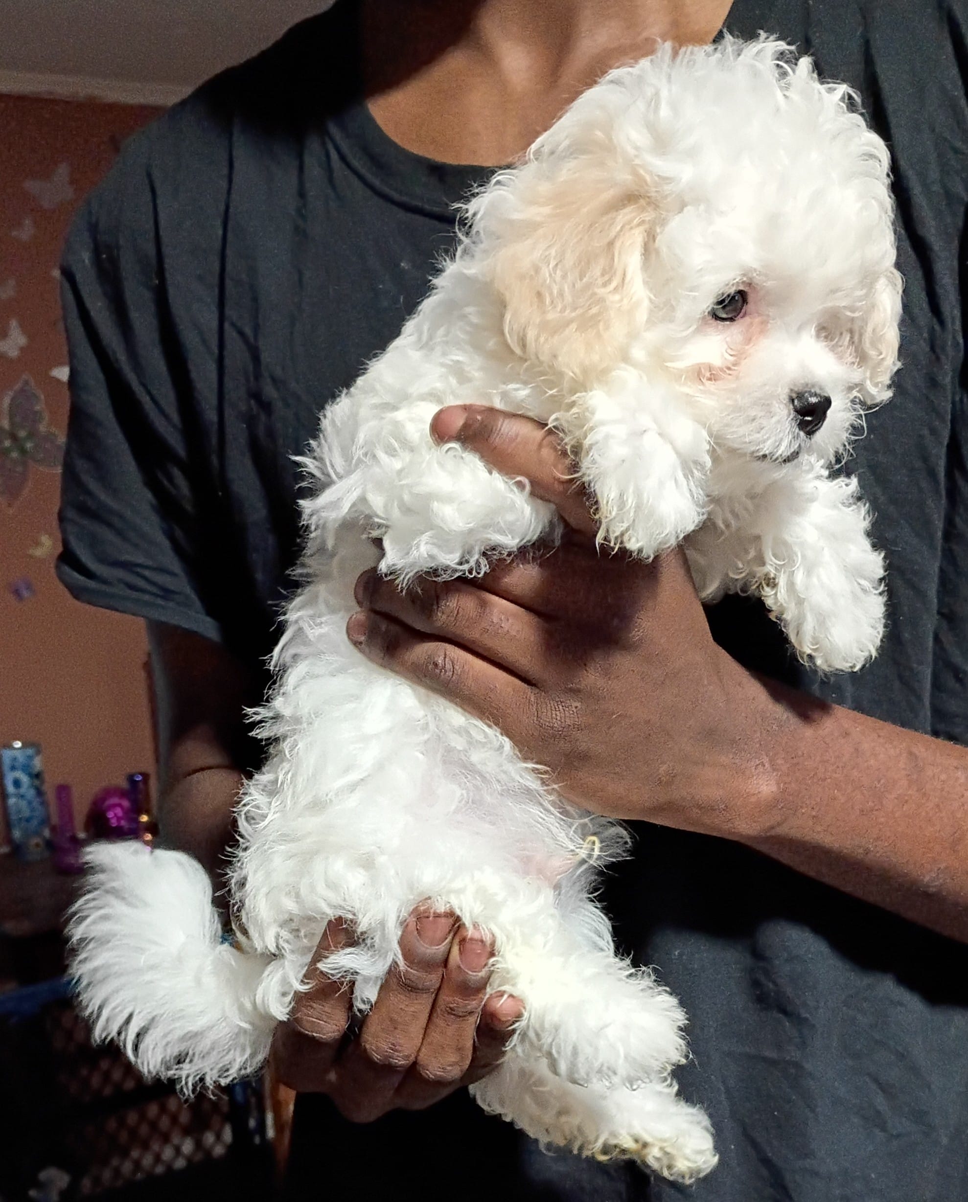 KINKY BOY – Maltipoo puppy for sale in Ocala, FL