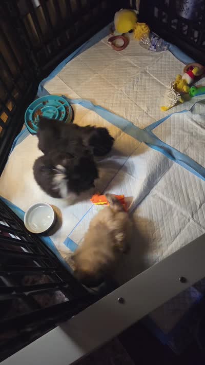 Lightning, a male Pekingese for sale in Graham, NC – 2 of 3