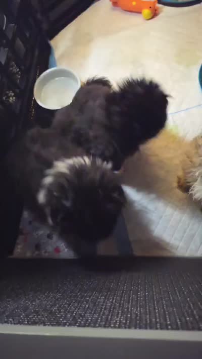 Blue boy, a male Pekingese for sale in Graham, NC – 2 of 2