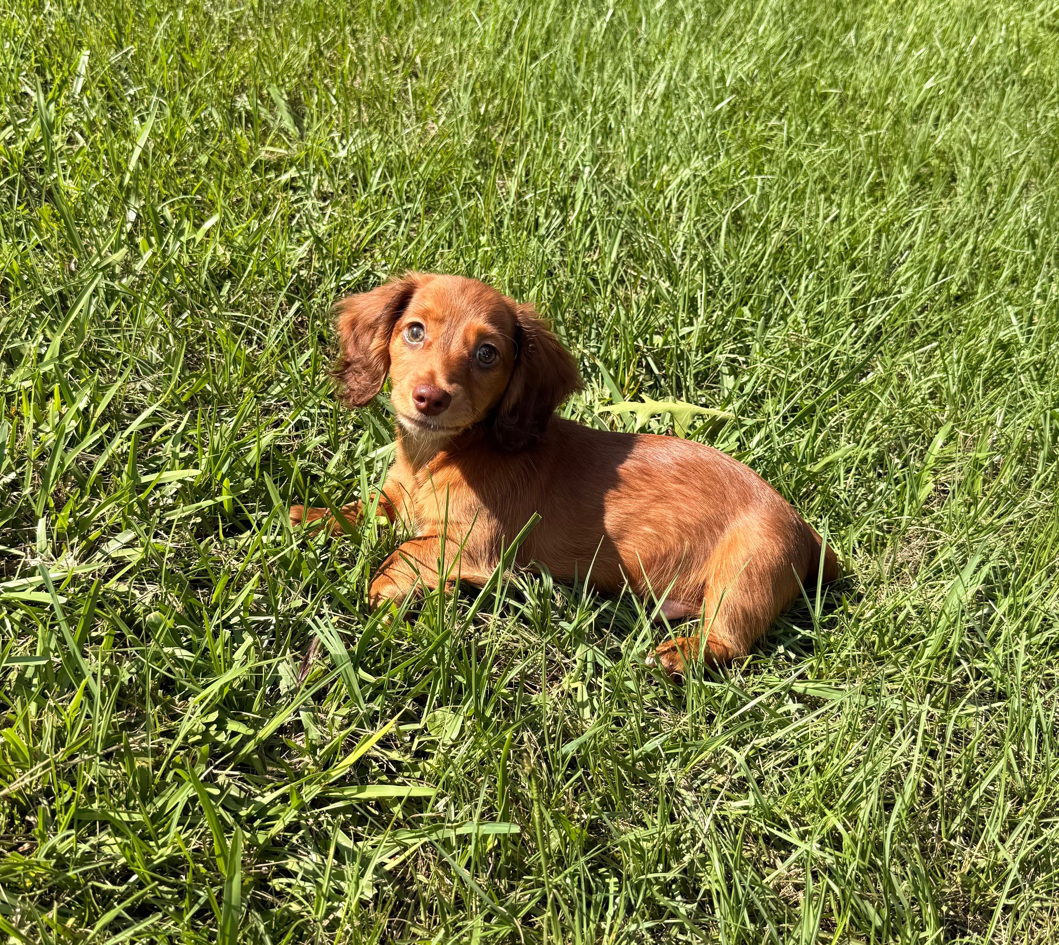 Preston – Miniature Dachshund puppy for sale in Nacogdoches, TX