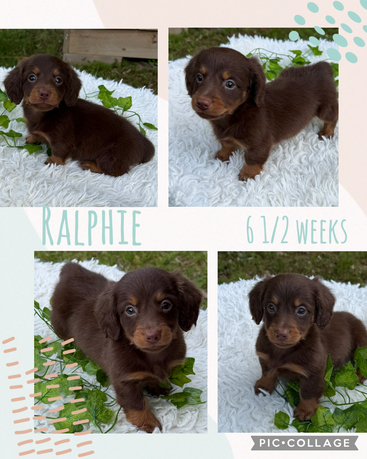 Ralphie – Miniature Dachshund puppy for sale in Nacogdoches, TX
