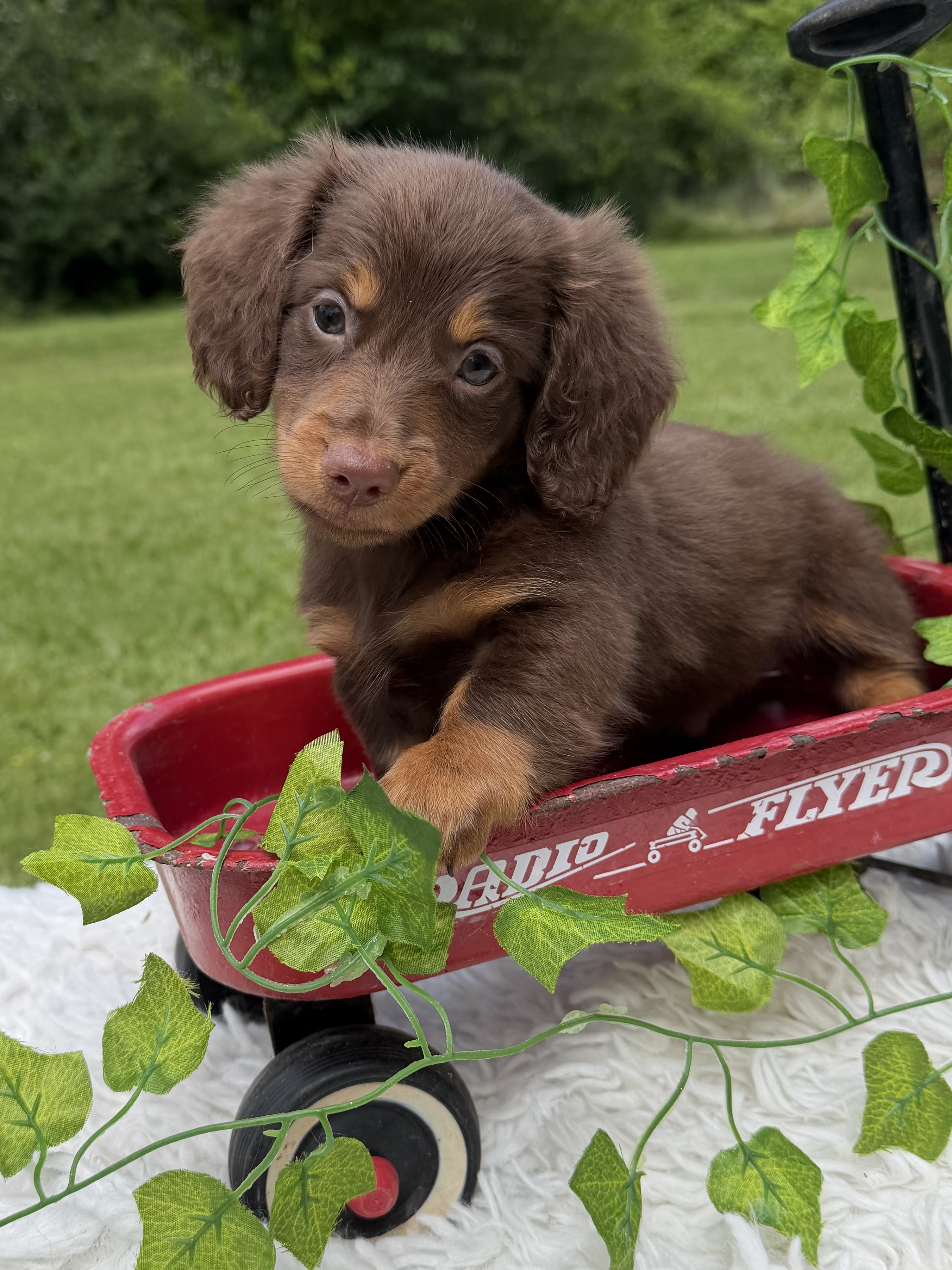 Ralphie – Miniature Dachshund puppy for sale in Nacogdoches, TX
