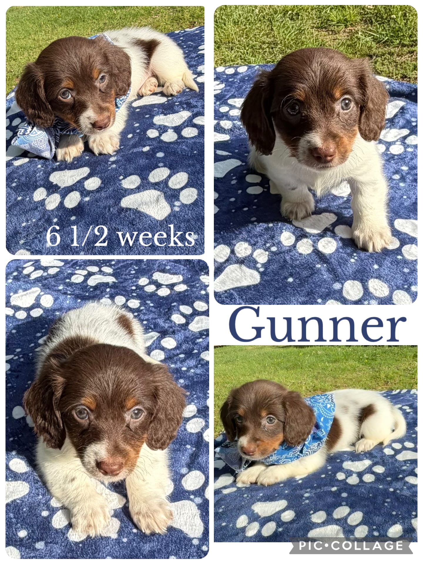 Gunner – Miniature Dachshund puppy for sale in Nacogdoches, TX