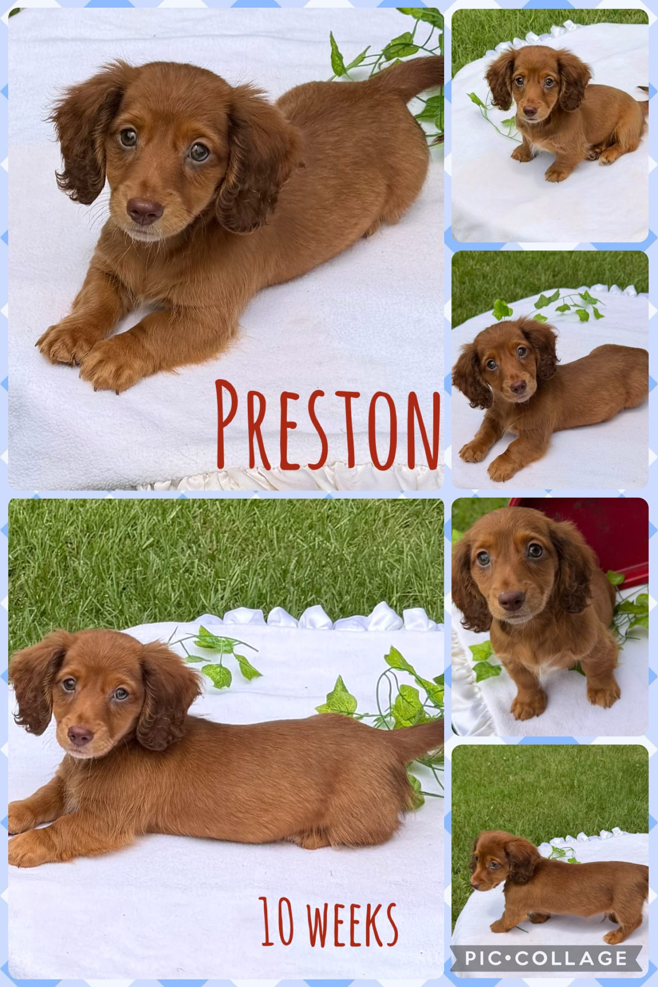 Preston – Miniature Dachshund puppy for sale in Nacogdoches, TX