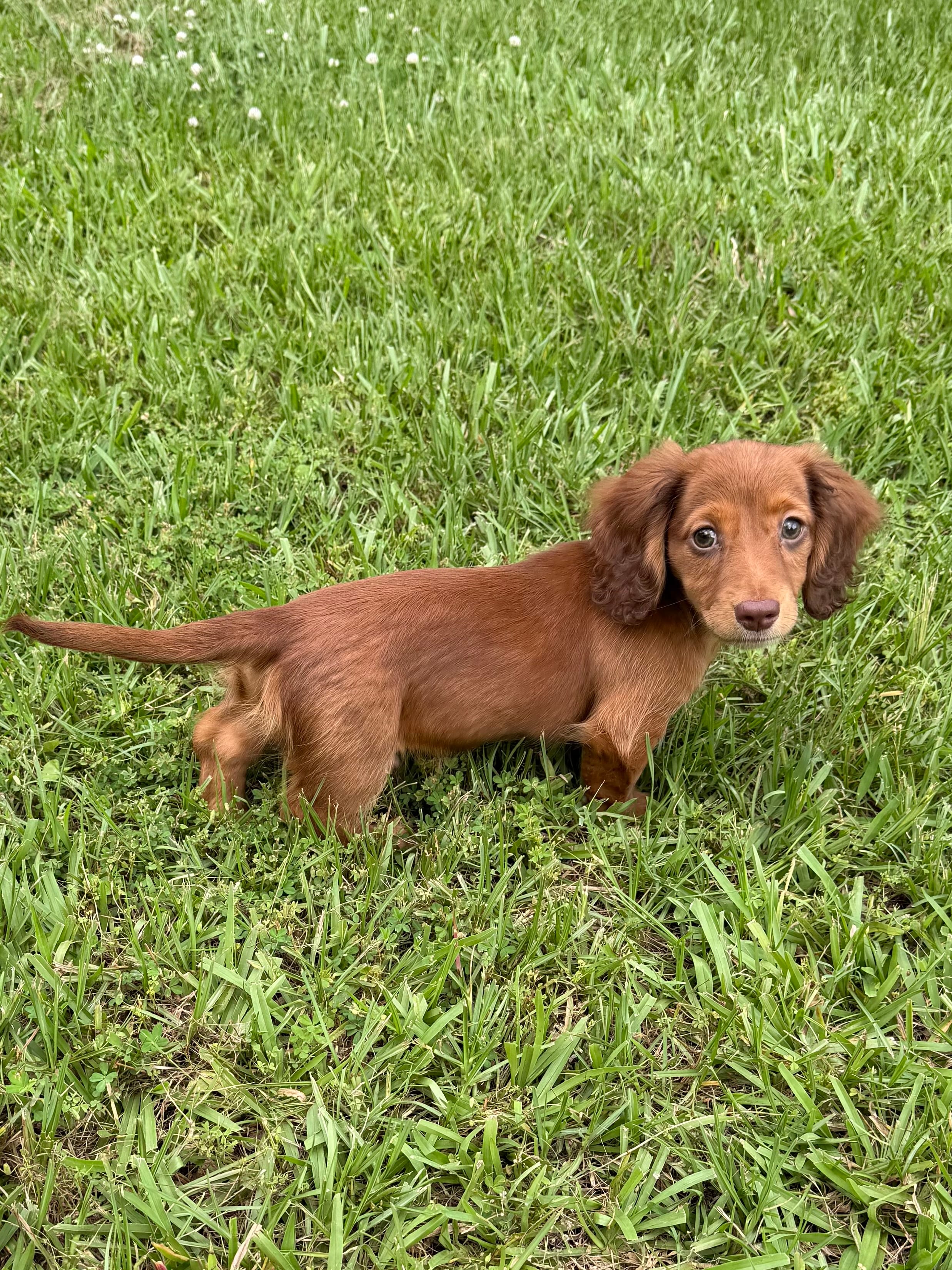 Preston – Miniature Dachshund puppy for sale in Nacogdoches, TX