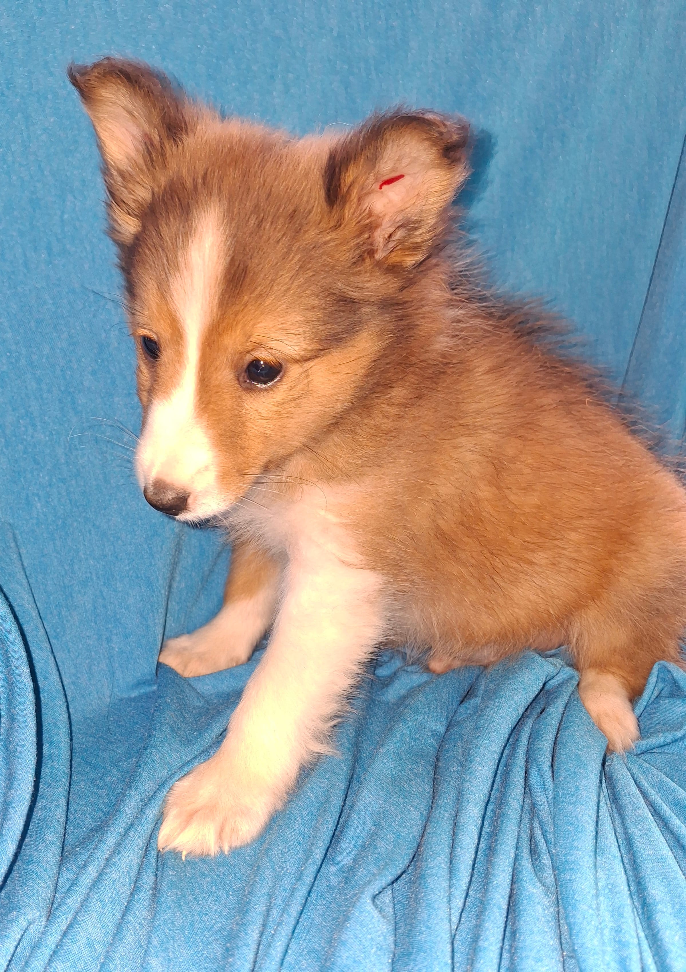AKC ROLLO – Shetland Sheepdog puppy for sale in Elizabeth City, NC