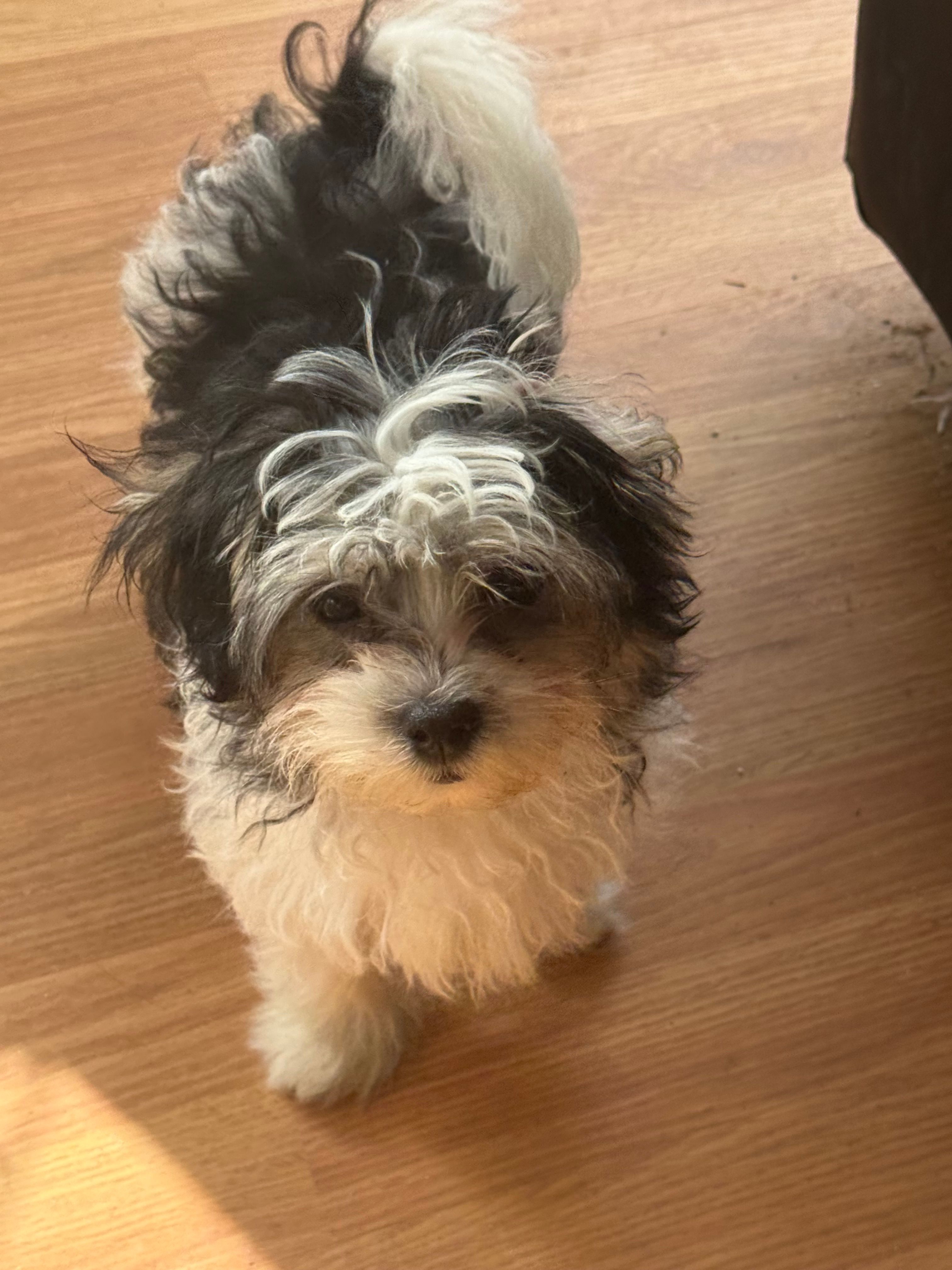 priness – Lhasa Apso, Shih Tzu puppy for sale in Wyoming, MI