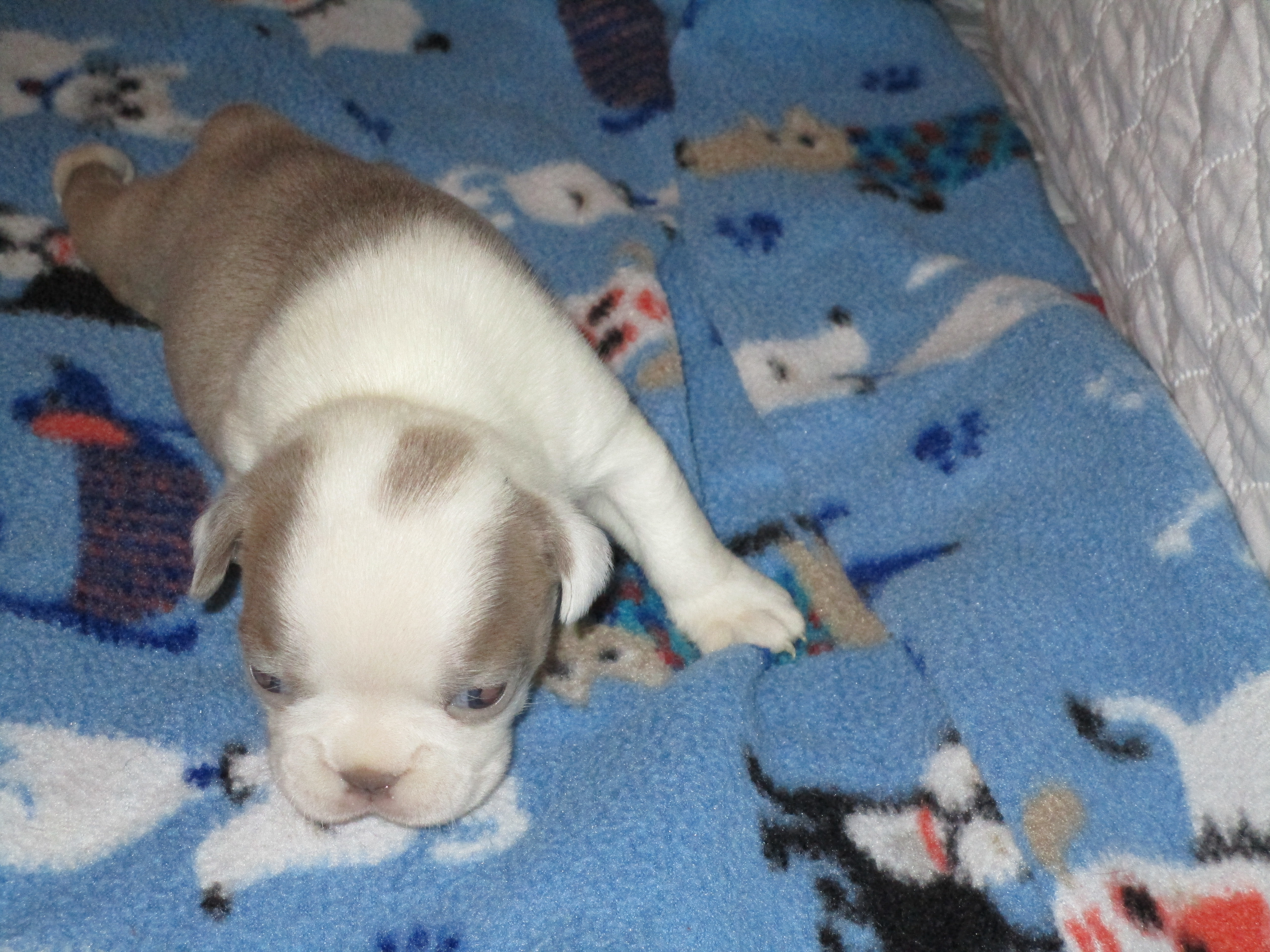 Bunny – Boston Terrier puppy for sale in Azle, TX