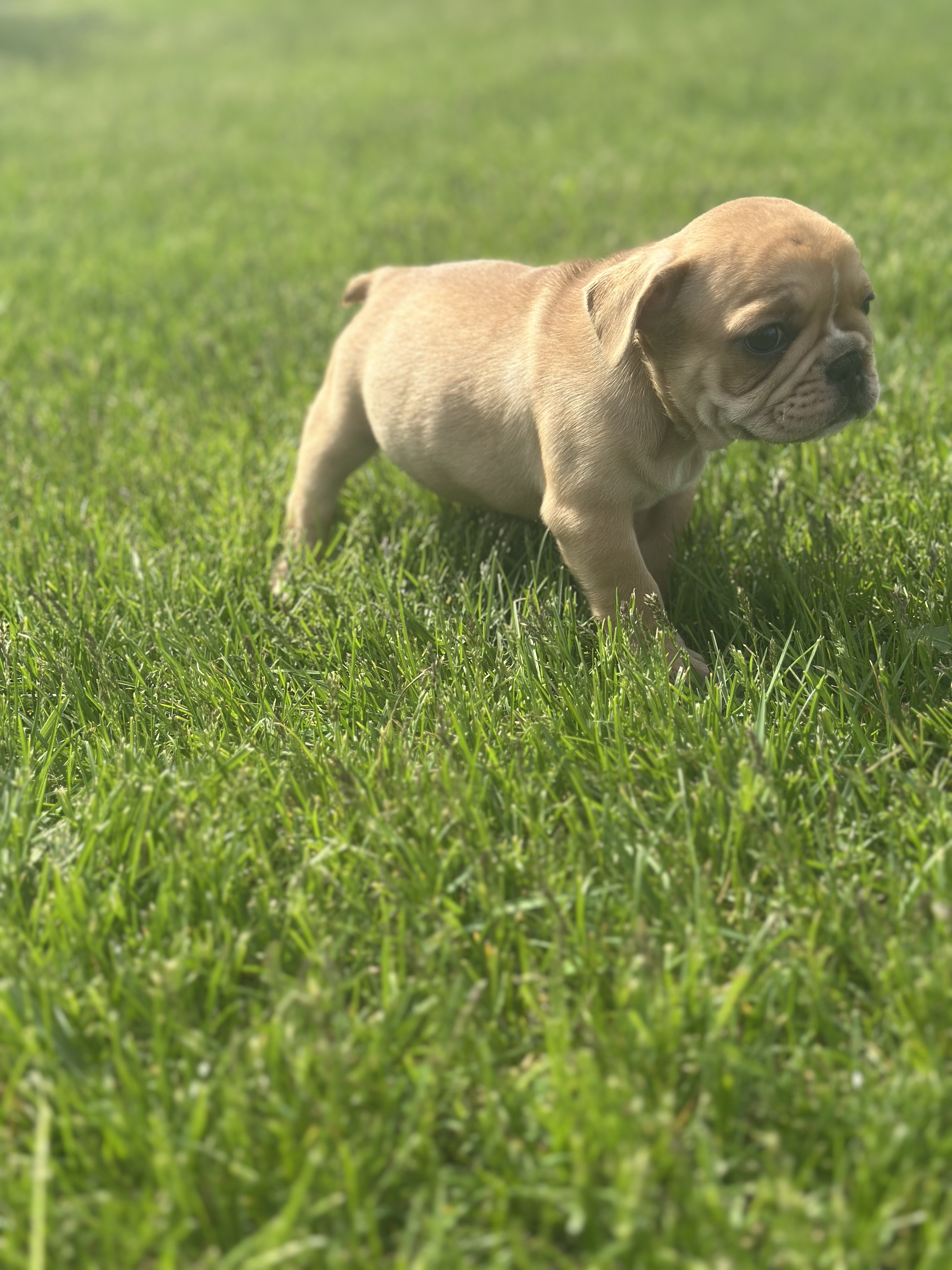 Fern, a female French Bulldog for sale in Momence, IL – Photo 3 of 7