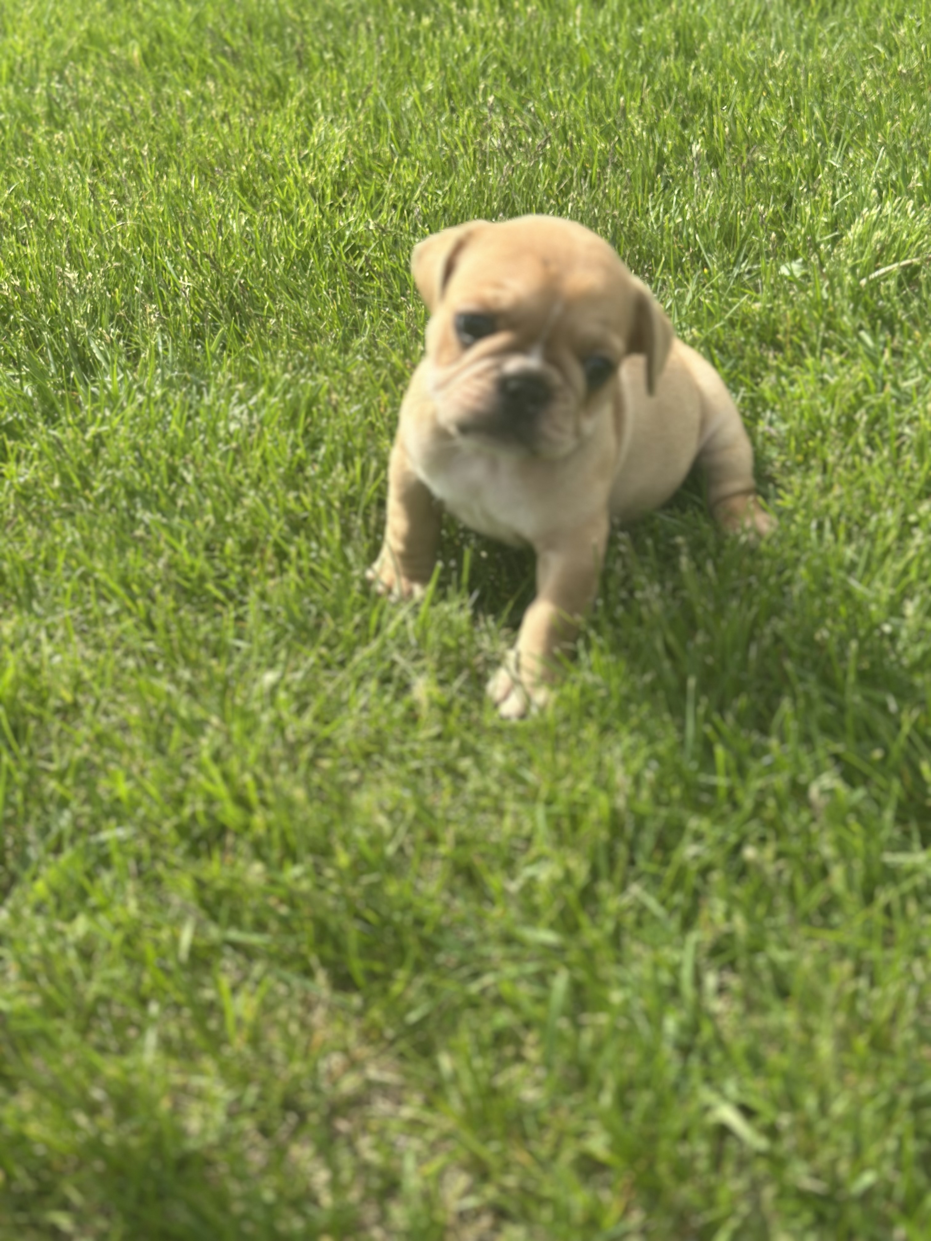 Fern, a female French Bulldog for sale in Momence, IL – Photo 7 of 7