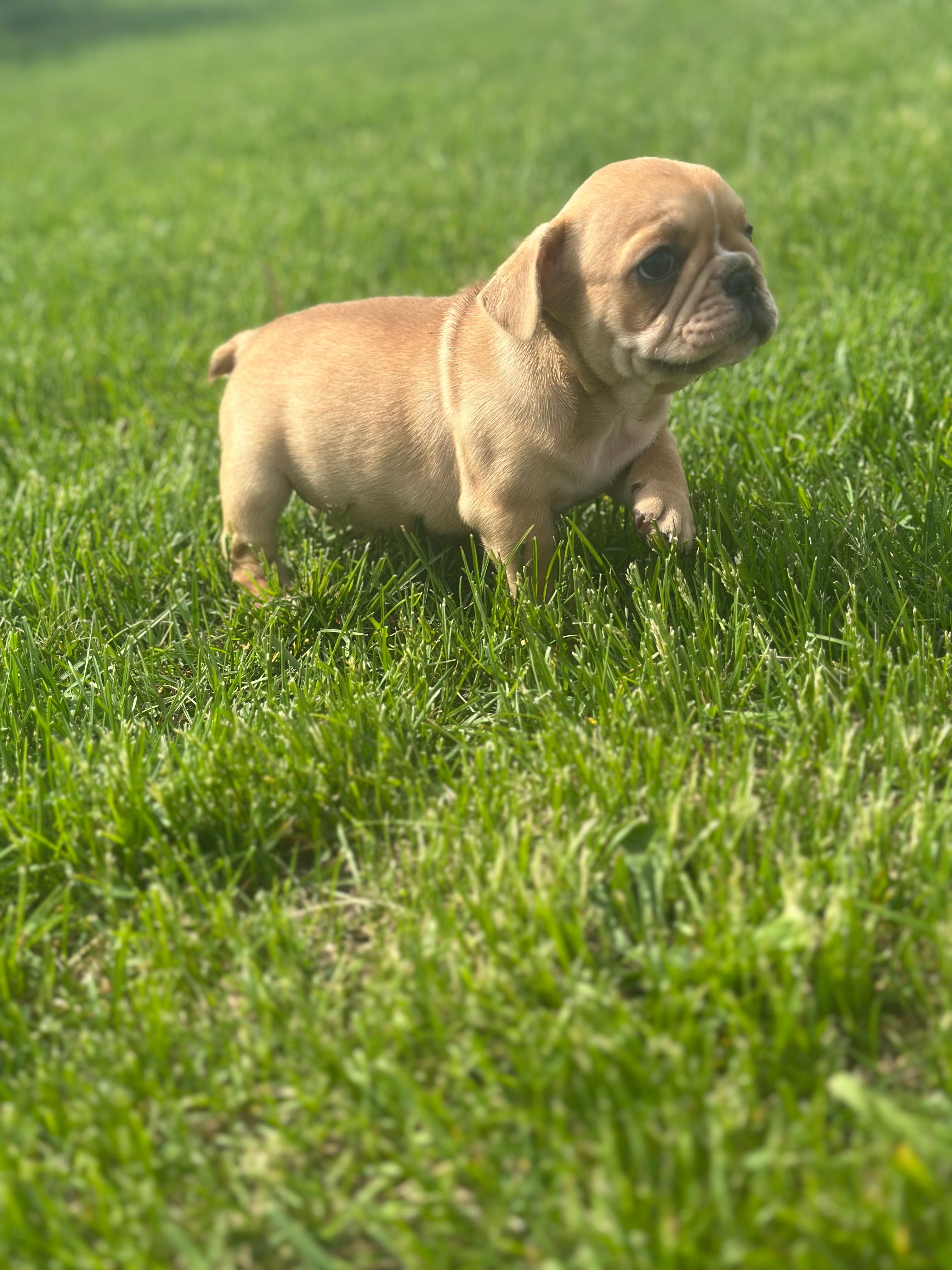 Fern, a female French Bulldog for sale in Momence, IL – Photo 4 of 7