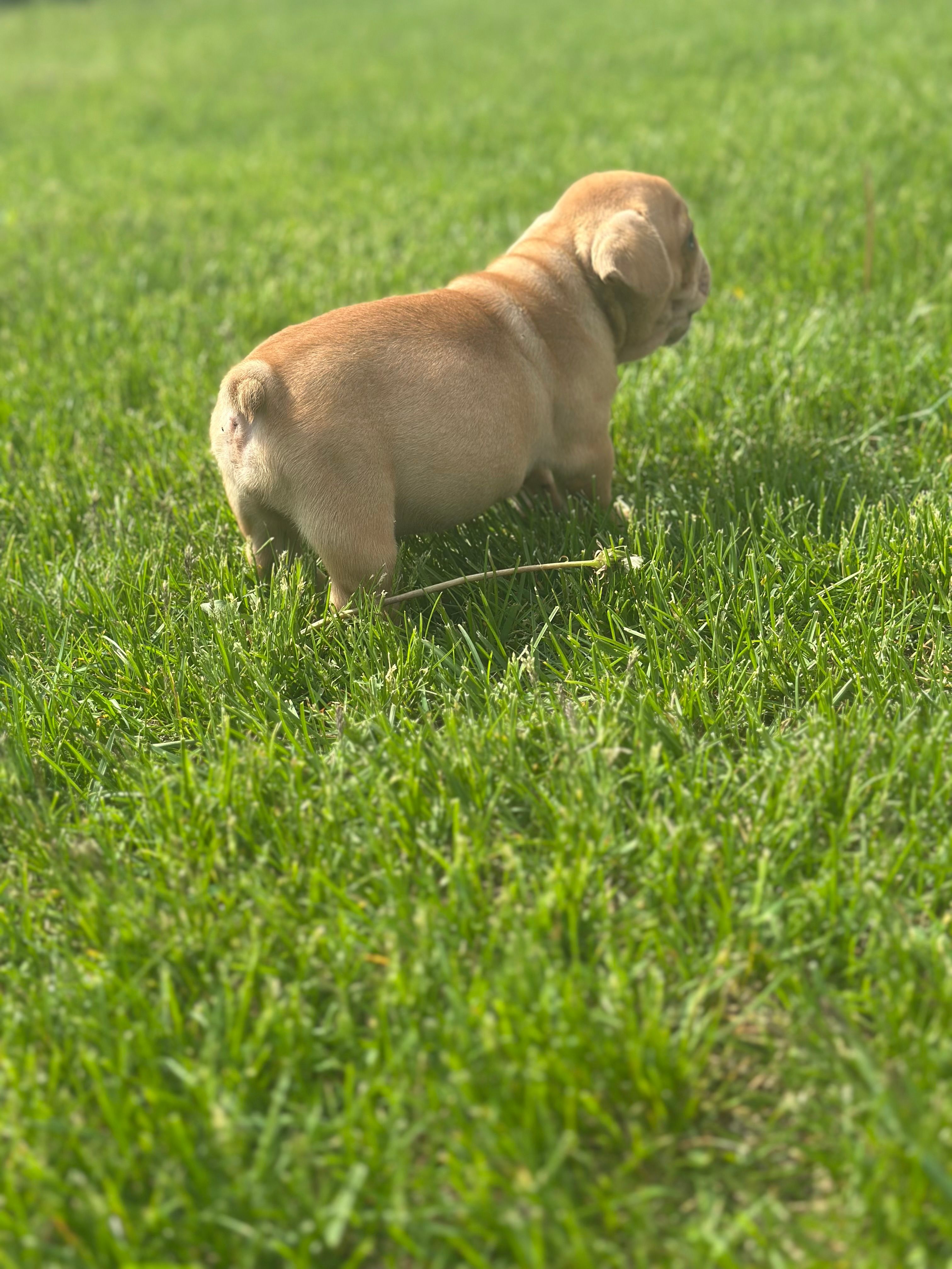 Fern, a female French Bulldog for sale in Momence, IL – Photo 6 of 7