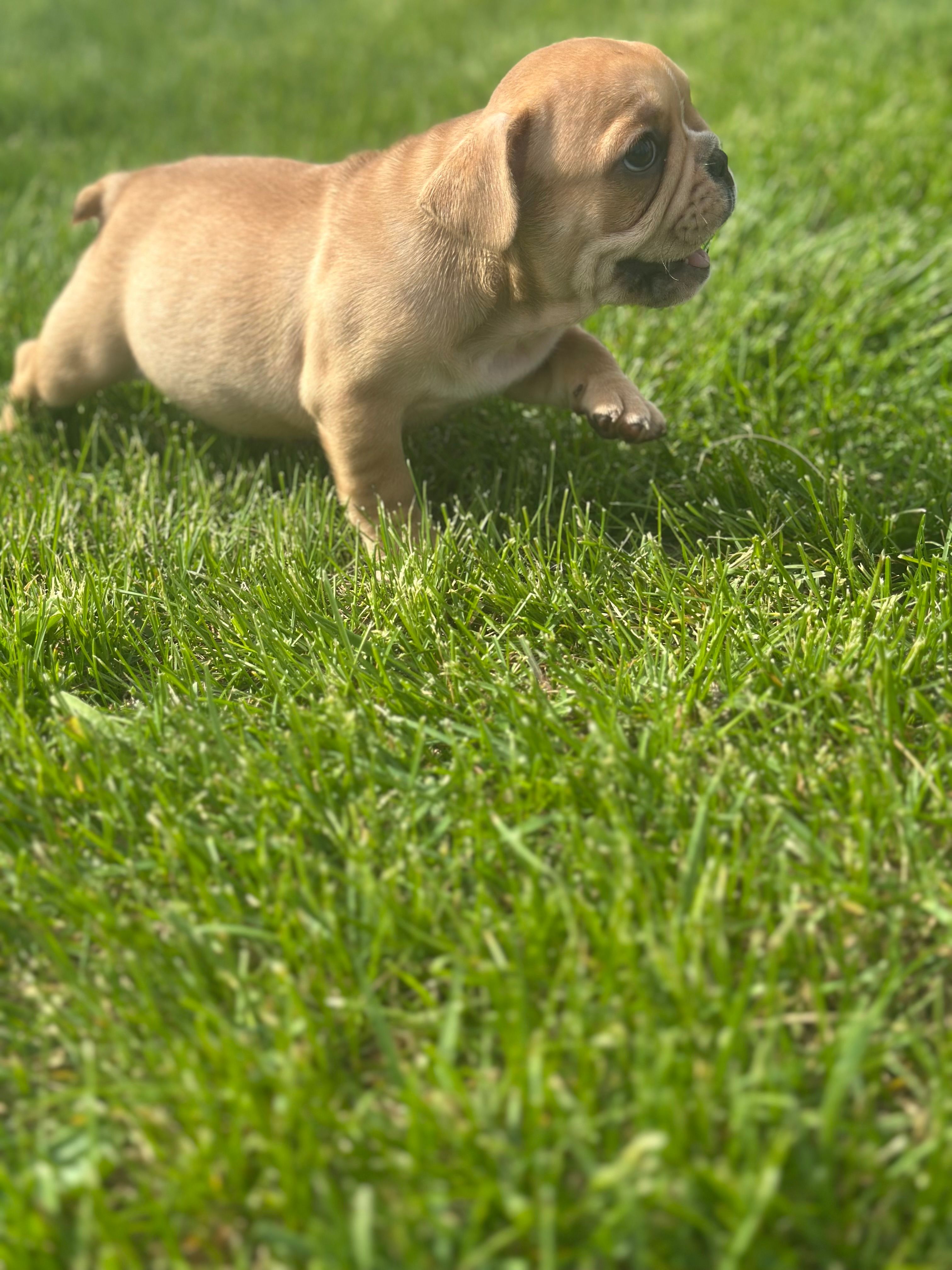 Fern, a female French Bulldog for sale in Momence, IL – Photo 5 of 7