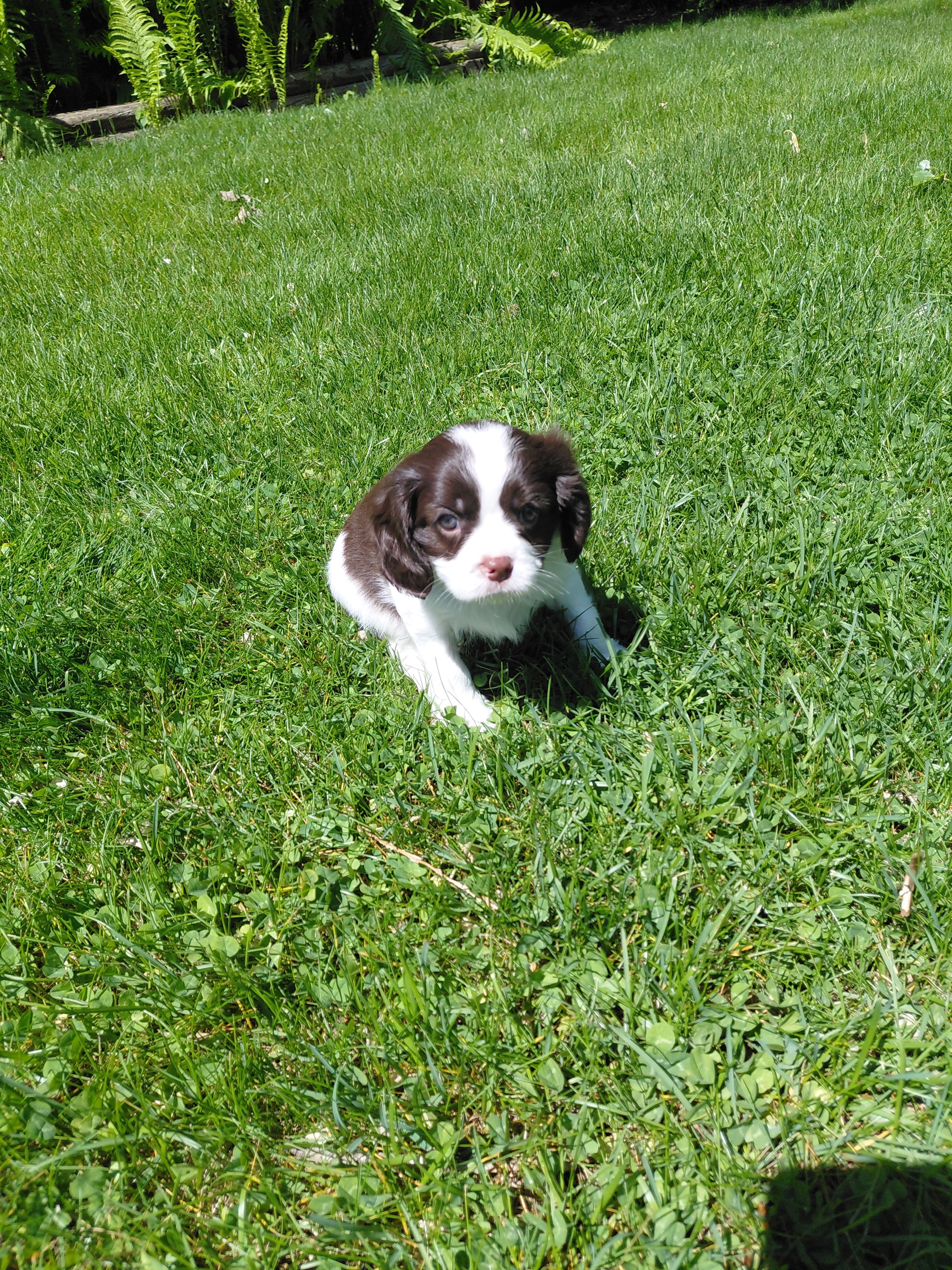 ROOK – Cavalier King Charles Spaniel puppy for sale in Minneapolis, MN