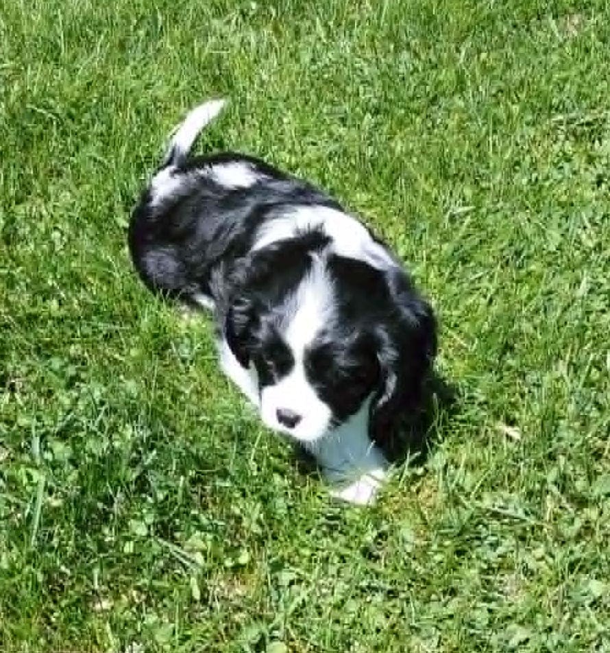 Chess – Cavalier King Charles Spaniel puppy for sale in Minneapolis, MN