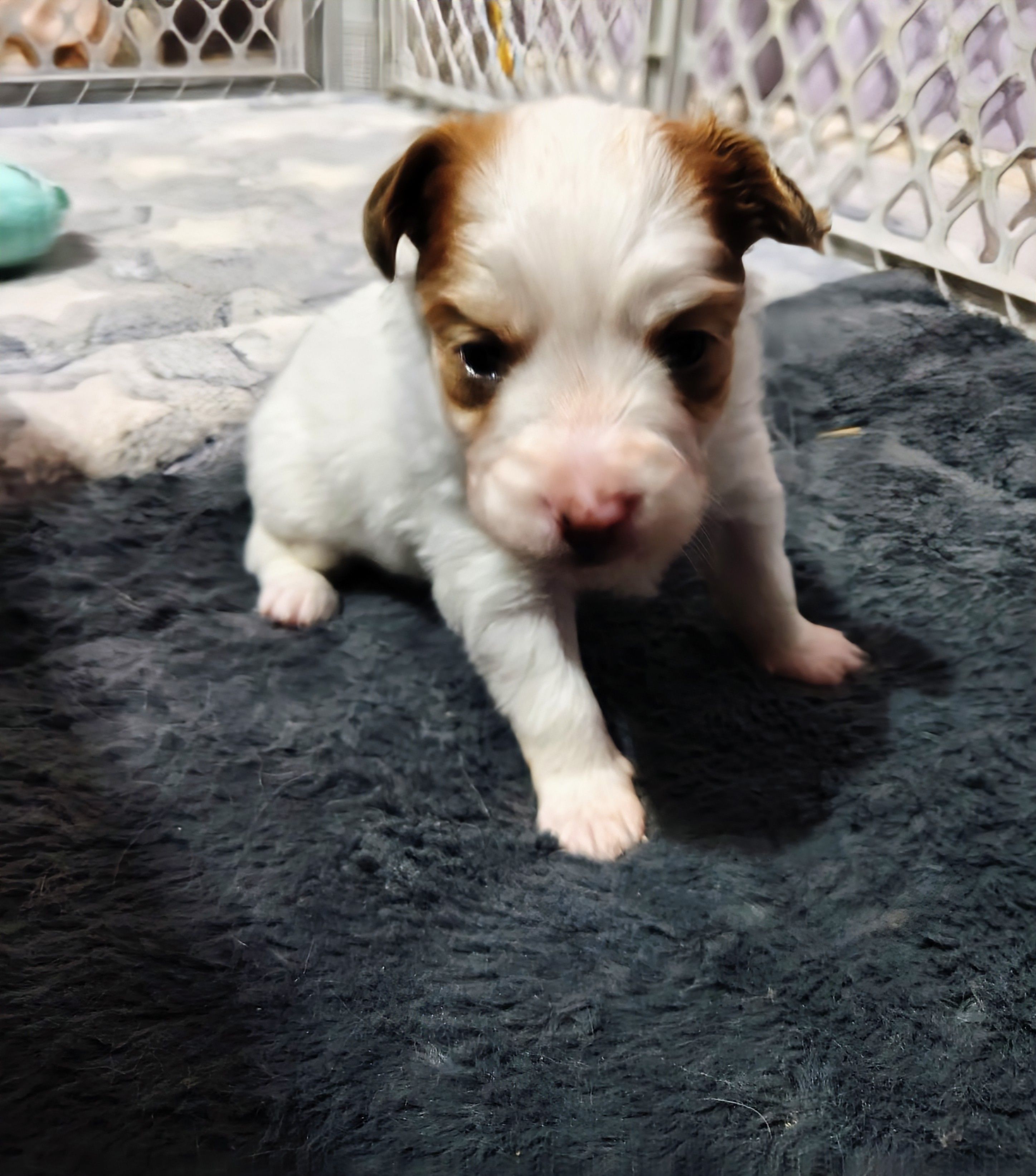 Maggie  – Papillon puppy for sale in Lancaster, OH