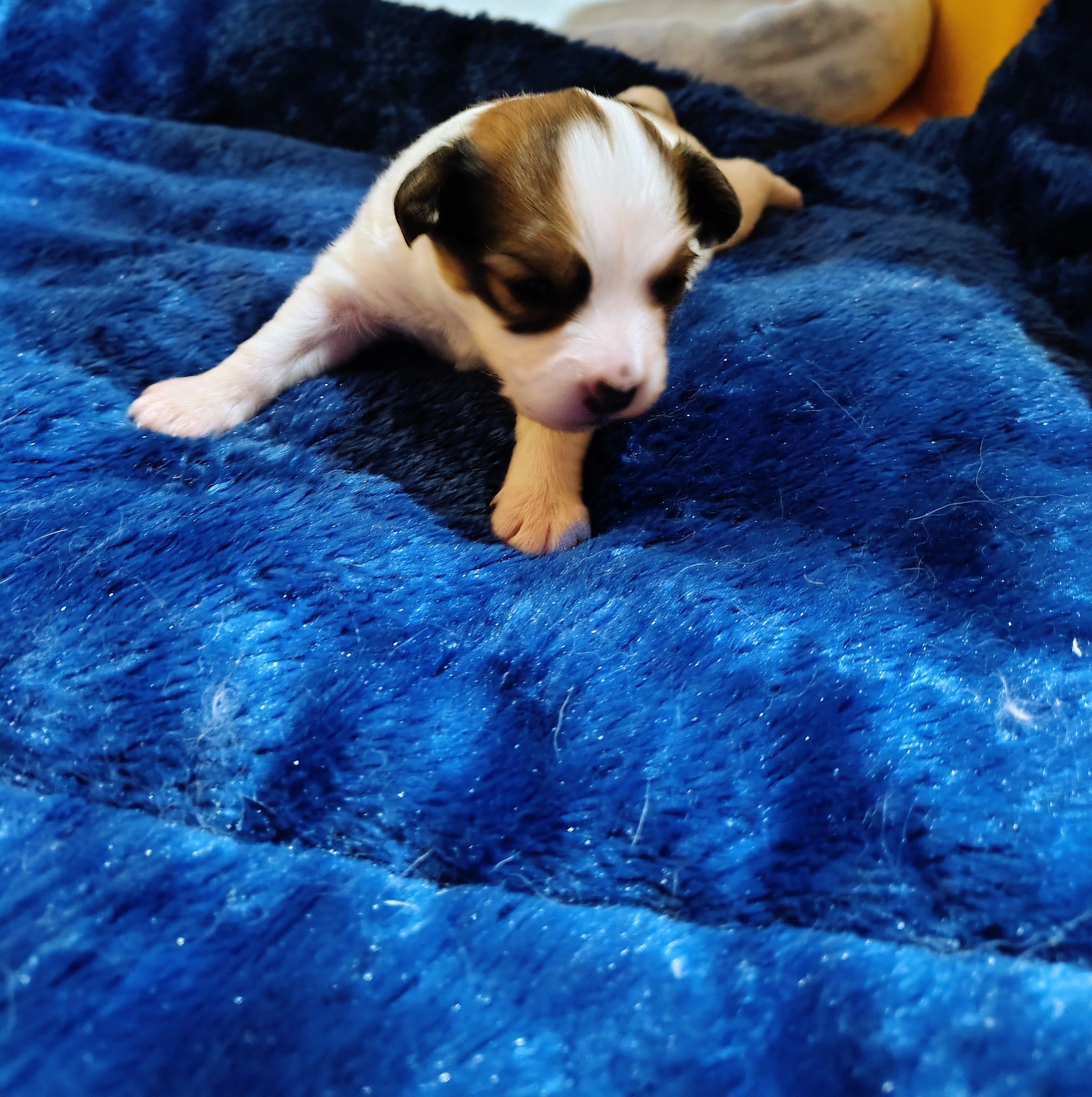 Anna – Papillon puppy for sale in Lancaster, OH