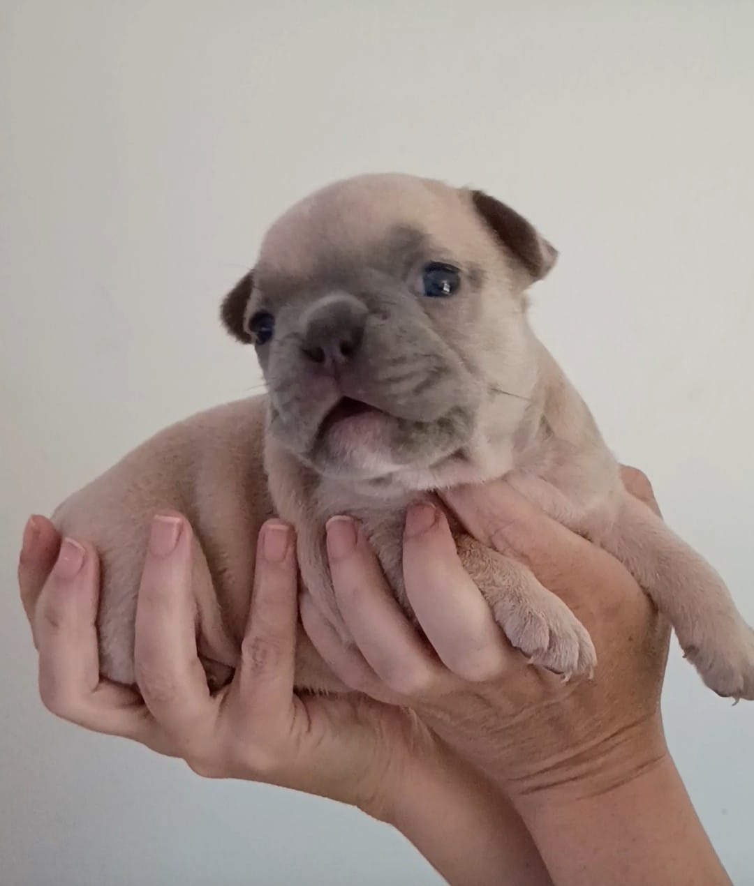 Akc female  – French Bulldog puppy for sale in Fort Valley, GA