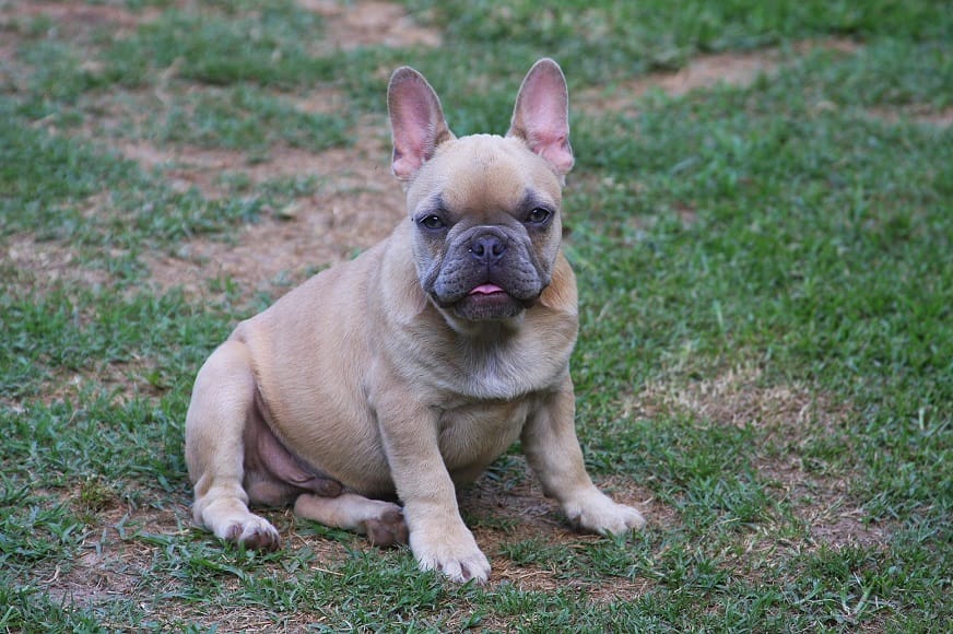 Lilac fawn male  – French Bulldog puppy for sale in Fort Valley, GA