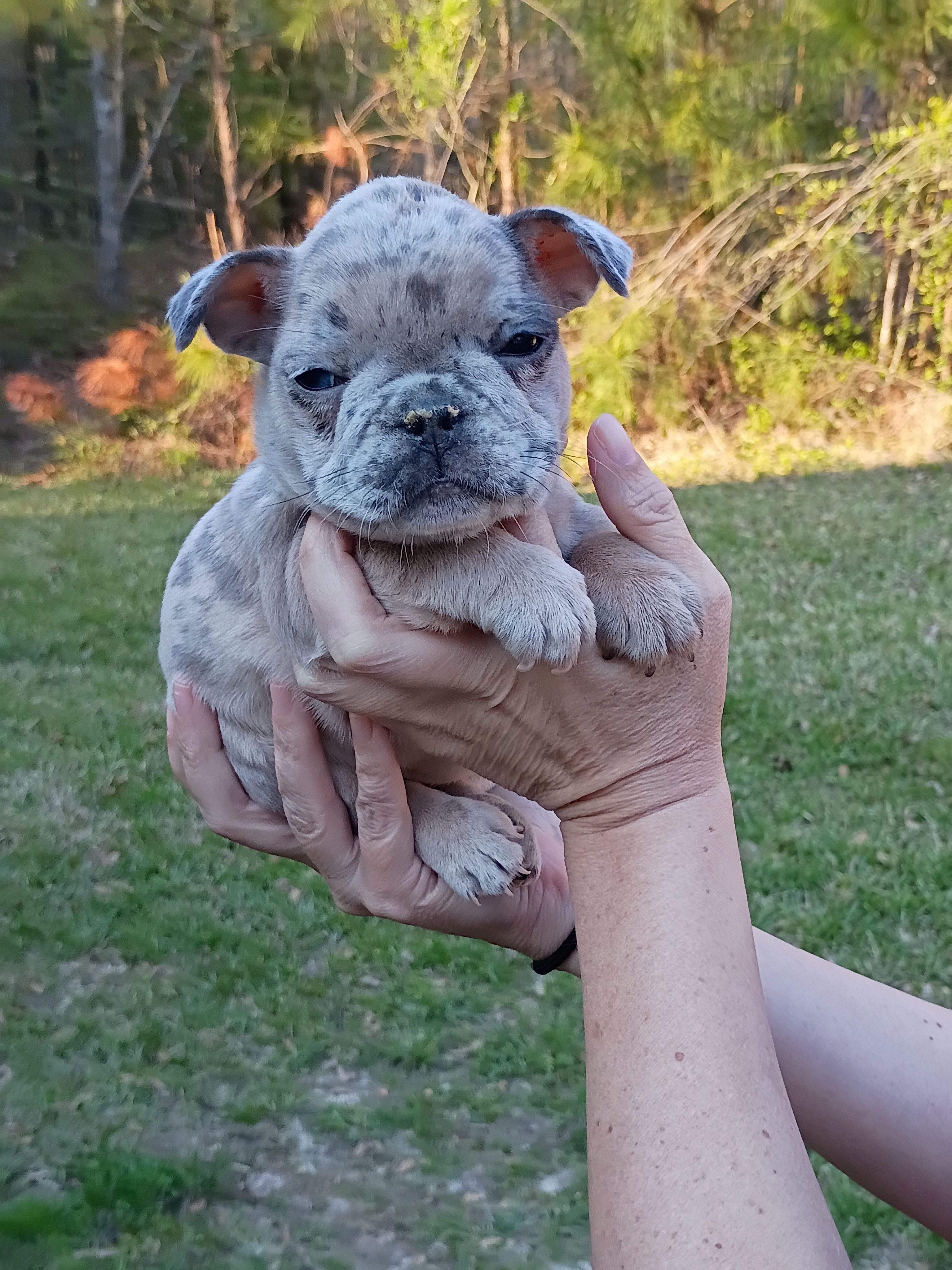 Blue Merle girl  – French Bulldog puppy for sale in Fort Valley, GA