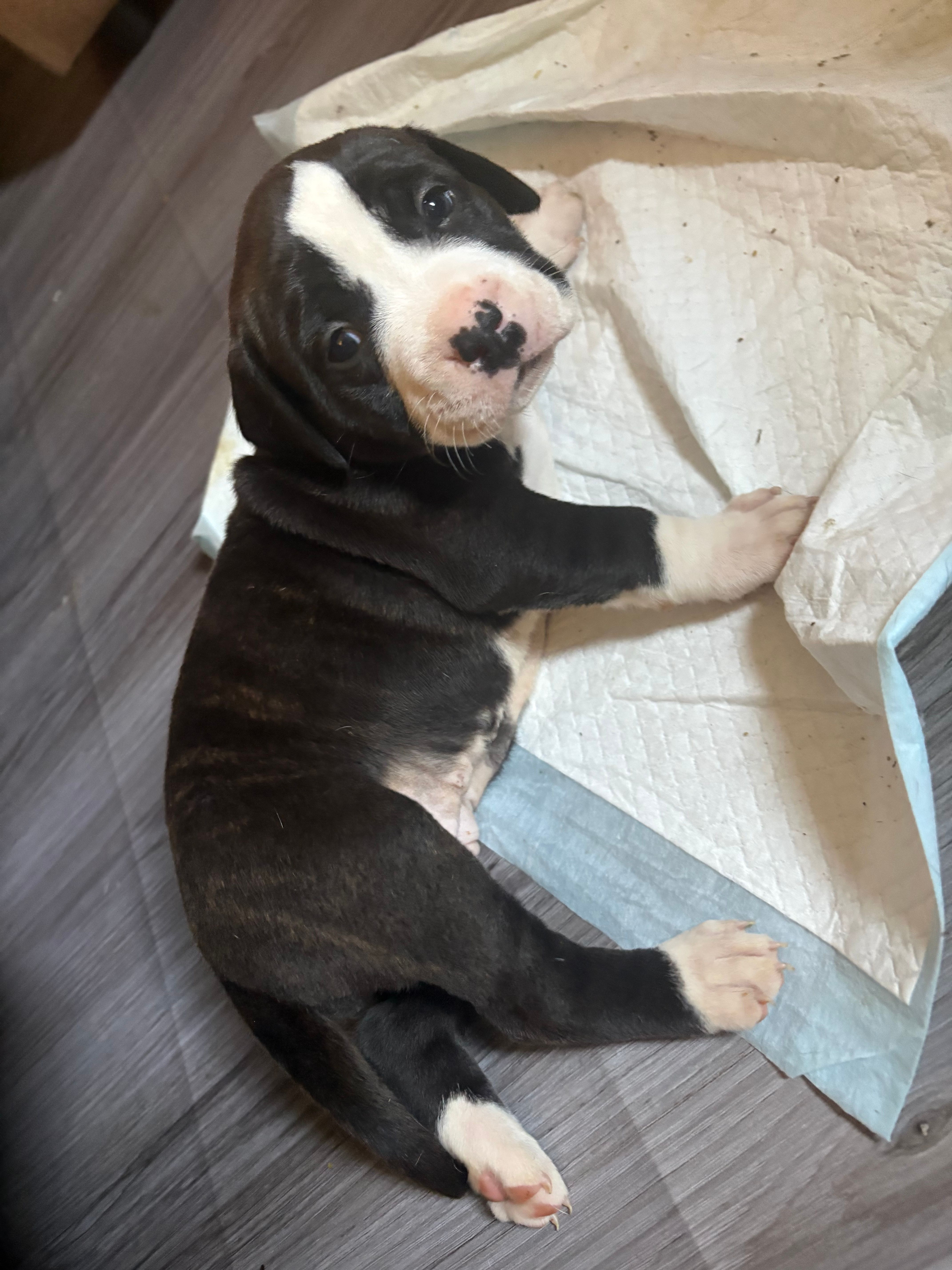 No Name – American Bully, American Pit Bull Terrier puppy for sale in Silver Spring, MD