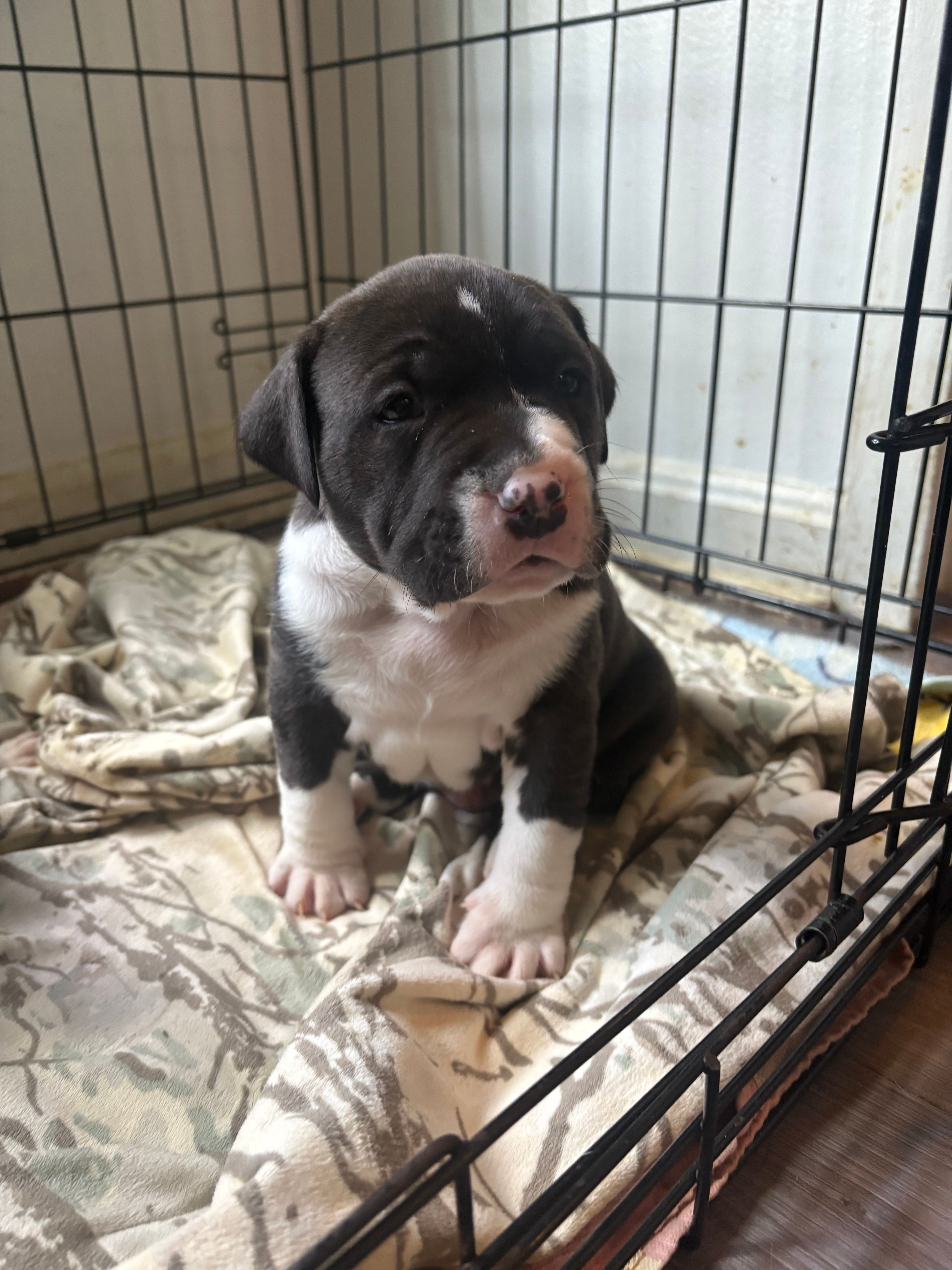 No Name – American Bully, American Pit Bull Terrier puppy for sale in Silver Spring, MD