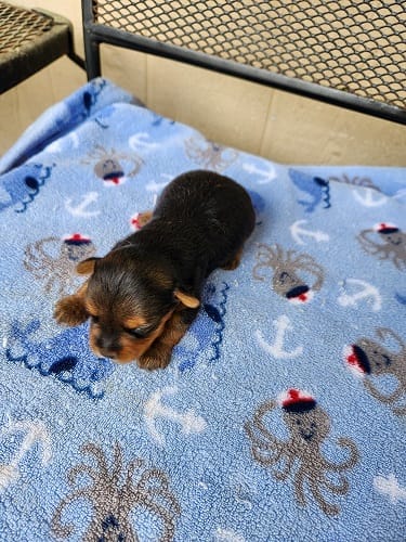 Louie – Yorkshire Terrier puppy for sale in Sumrall, MS