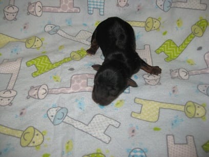 Archie – Yorkshire Terrier puppy for sale in Sumrall, MS