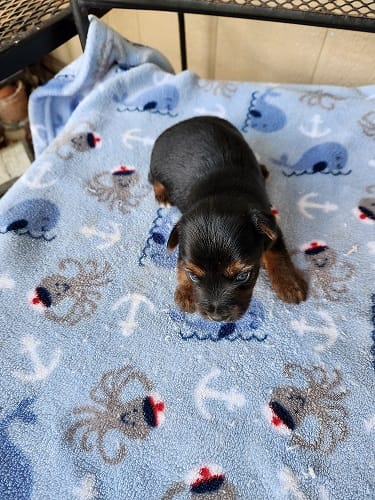 Archie – Yorkshire Terrier puppy for sale in Sumrall, MS