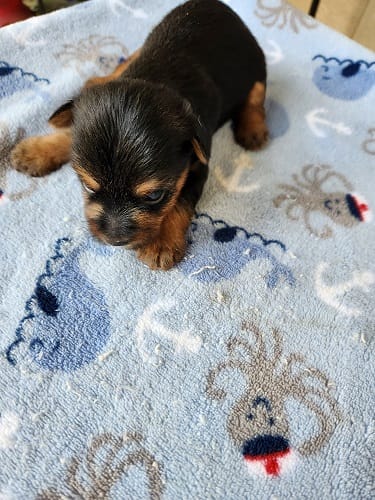 Rocky – Yorkshire Terrier puppy for sale in Sumrall, MS
