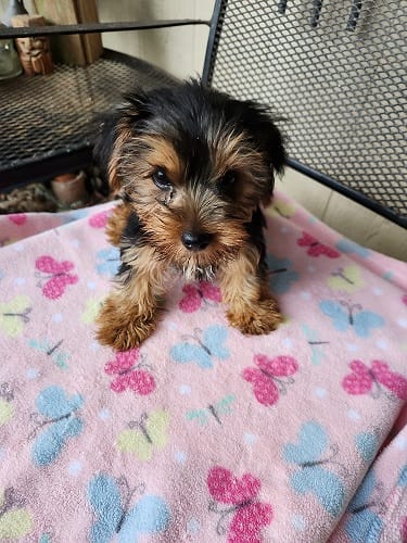 Molly – Yorkshire Terrier puppy for sale in Sumrall, MS