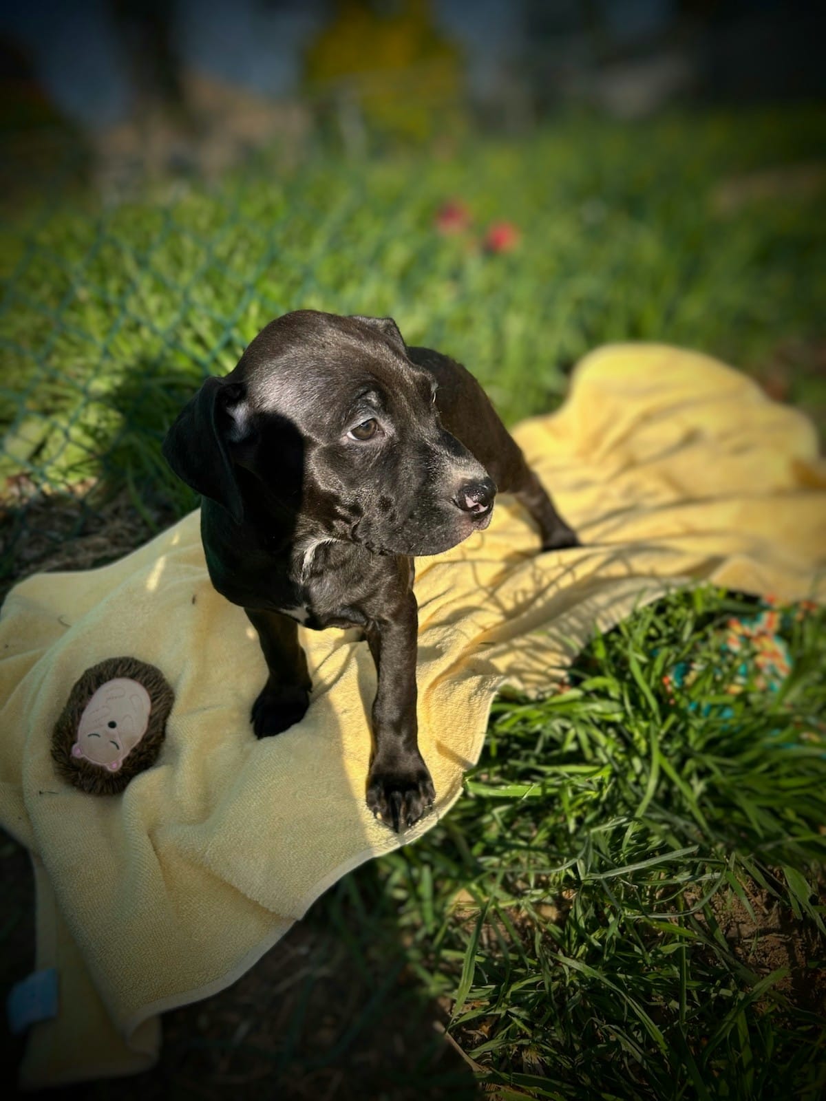 Riley – American Bully, American Pit Bull Terrier puppy for sale in Baltimore, MD