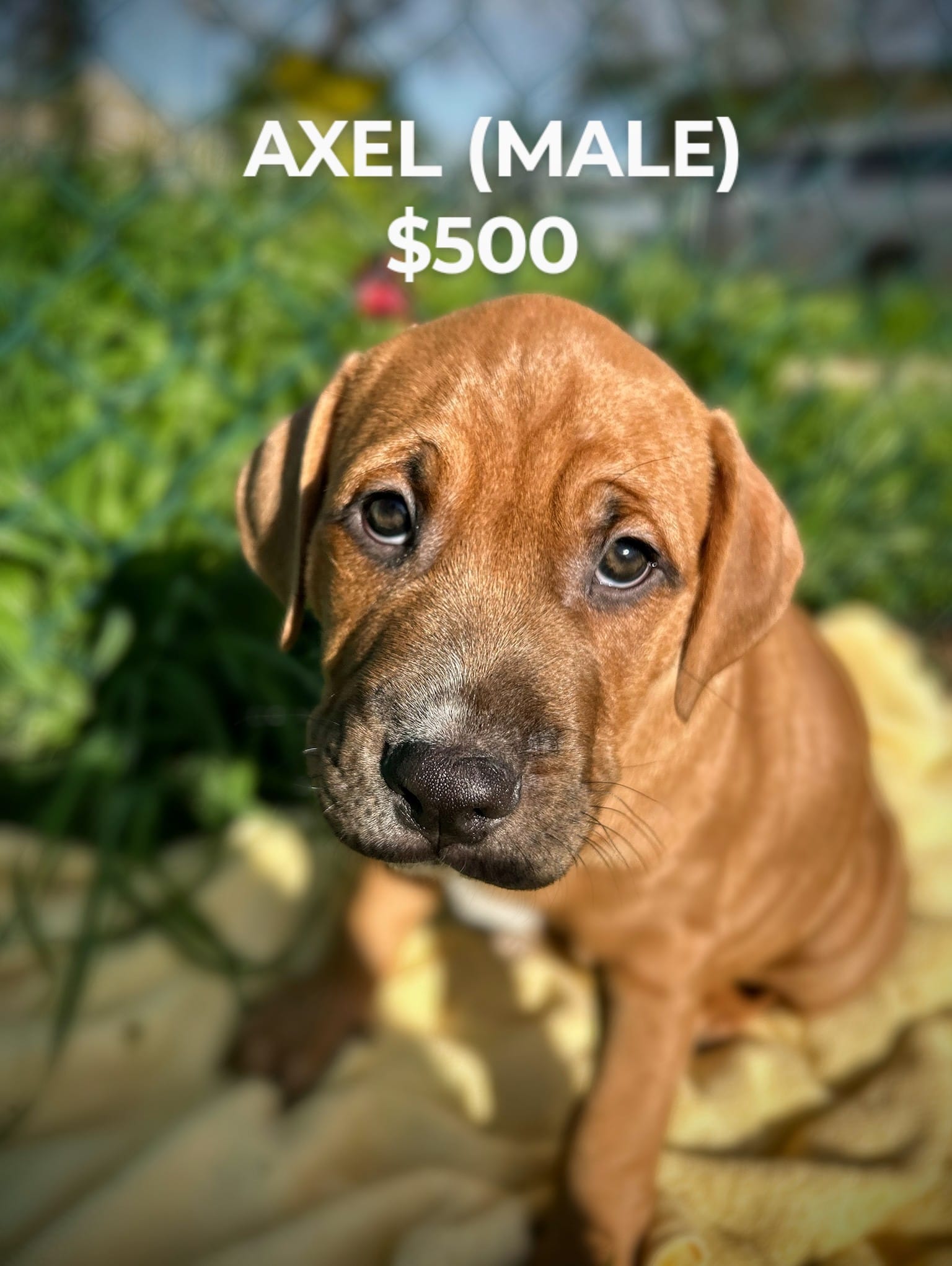 Axel – American Bully, American Pit Bull Terrier puppy for sale in Baltimore, MD
