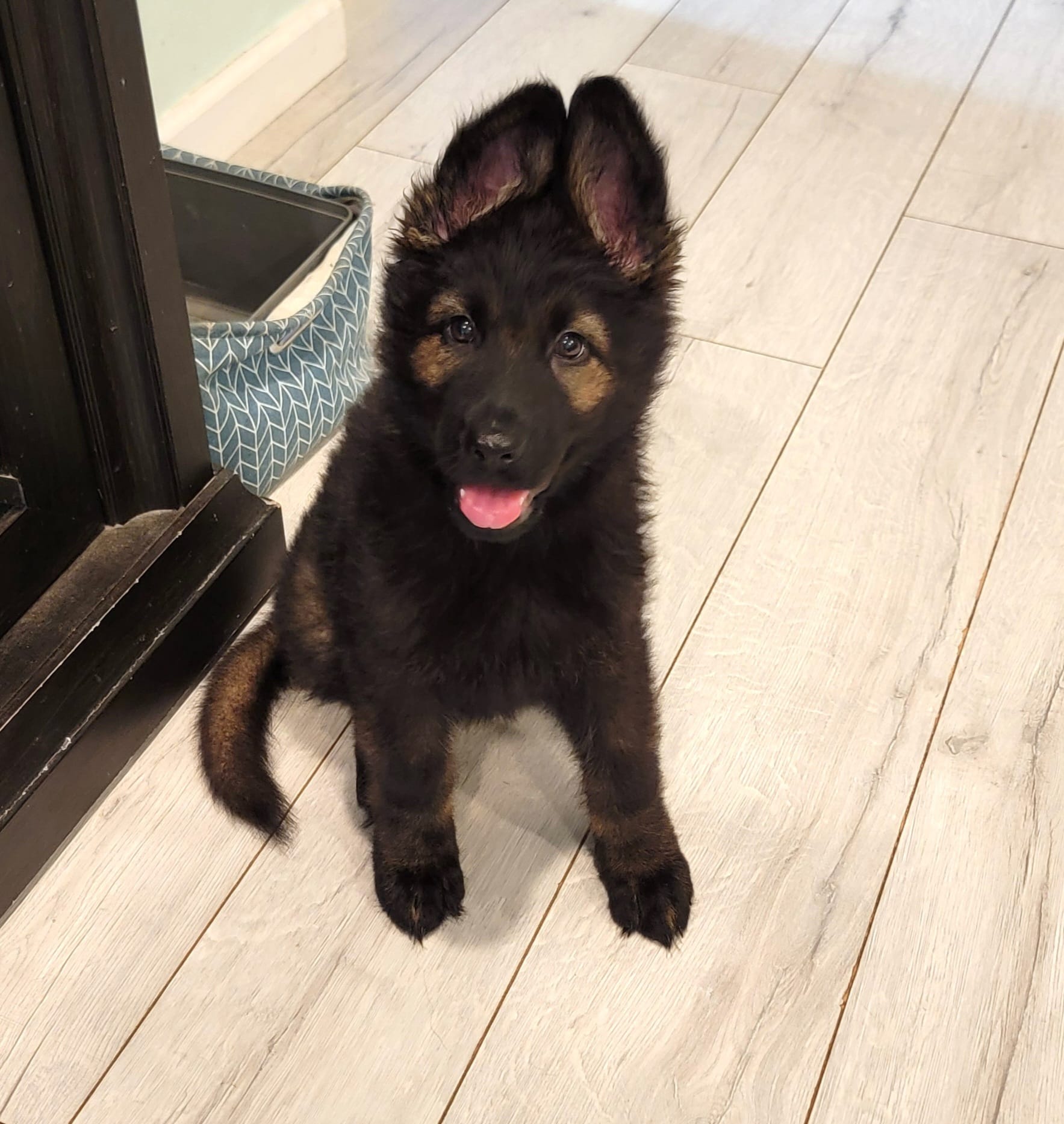 Black sable plush coat – German Shepherd Dog puppy for sale in Westminster, MD