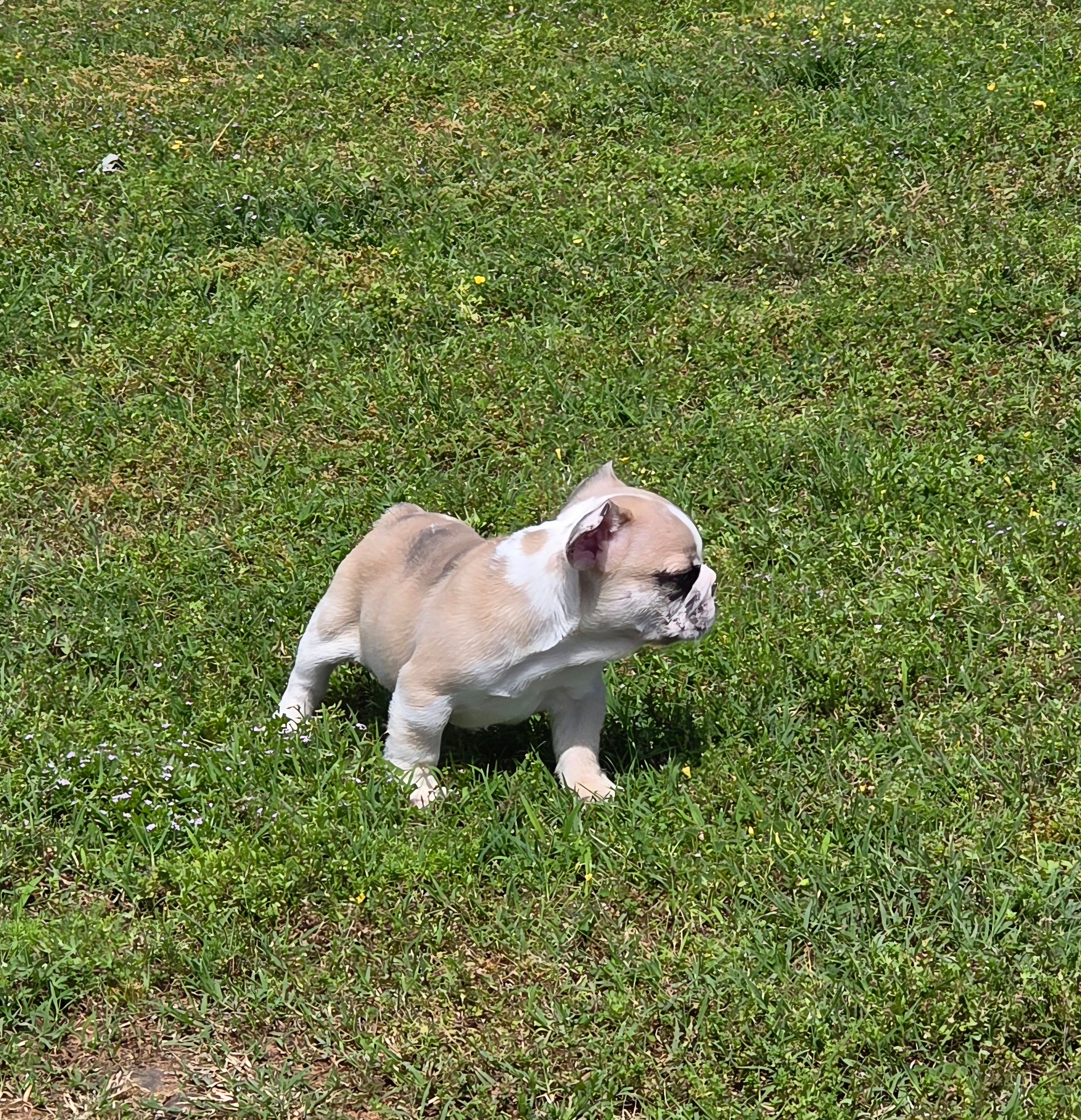 AKC Male – French Bulldog puppy for sale in Hartman, AR