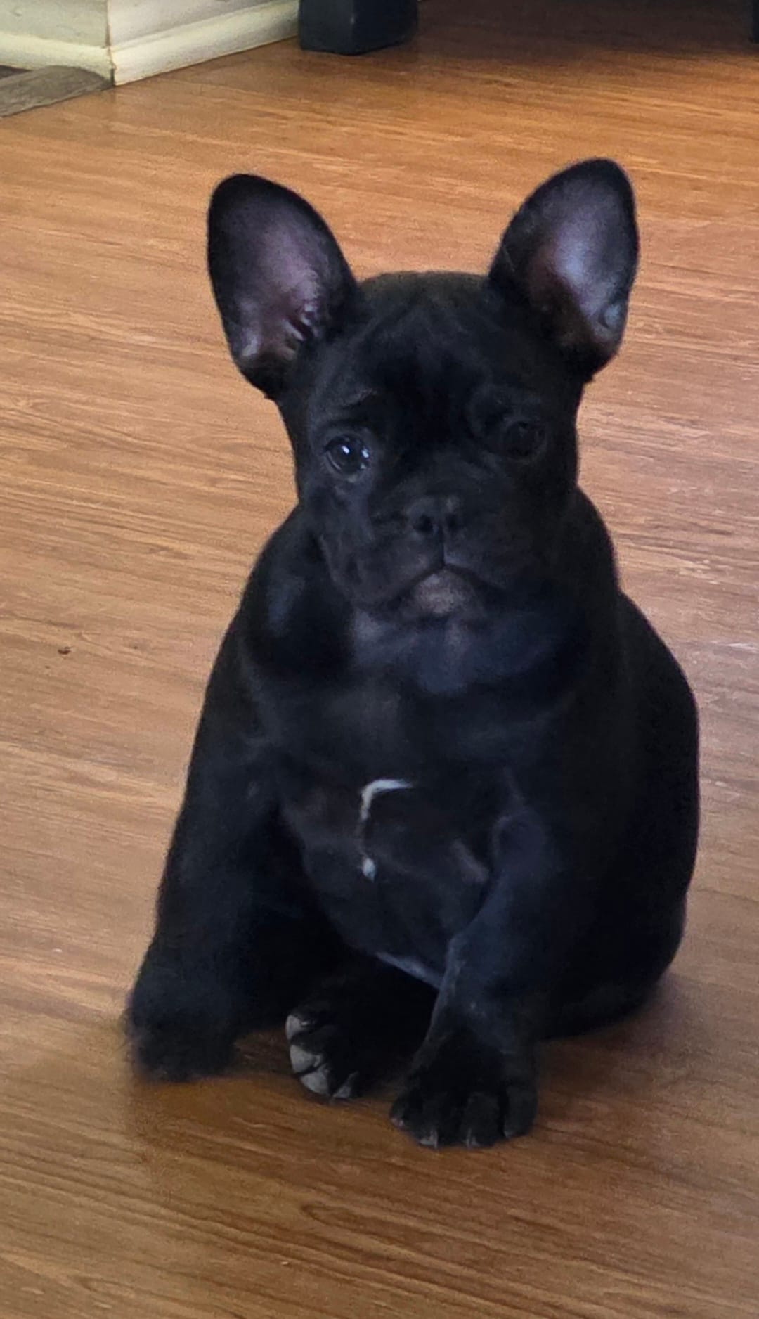 Akc Female – French Bulldog puppy for sale in Hartman, AR