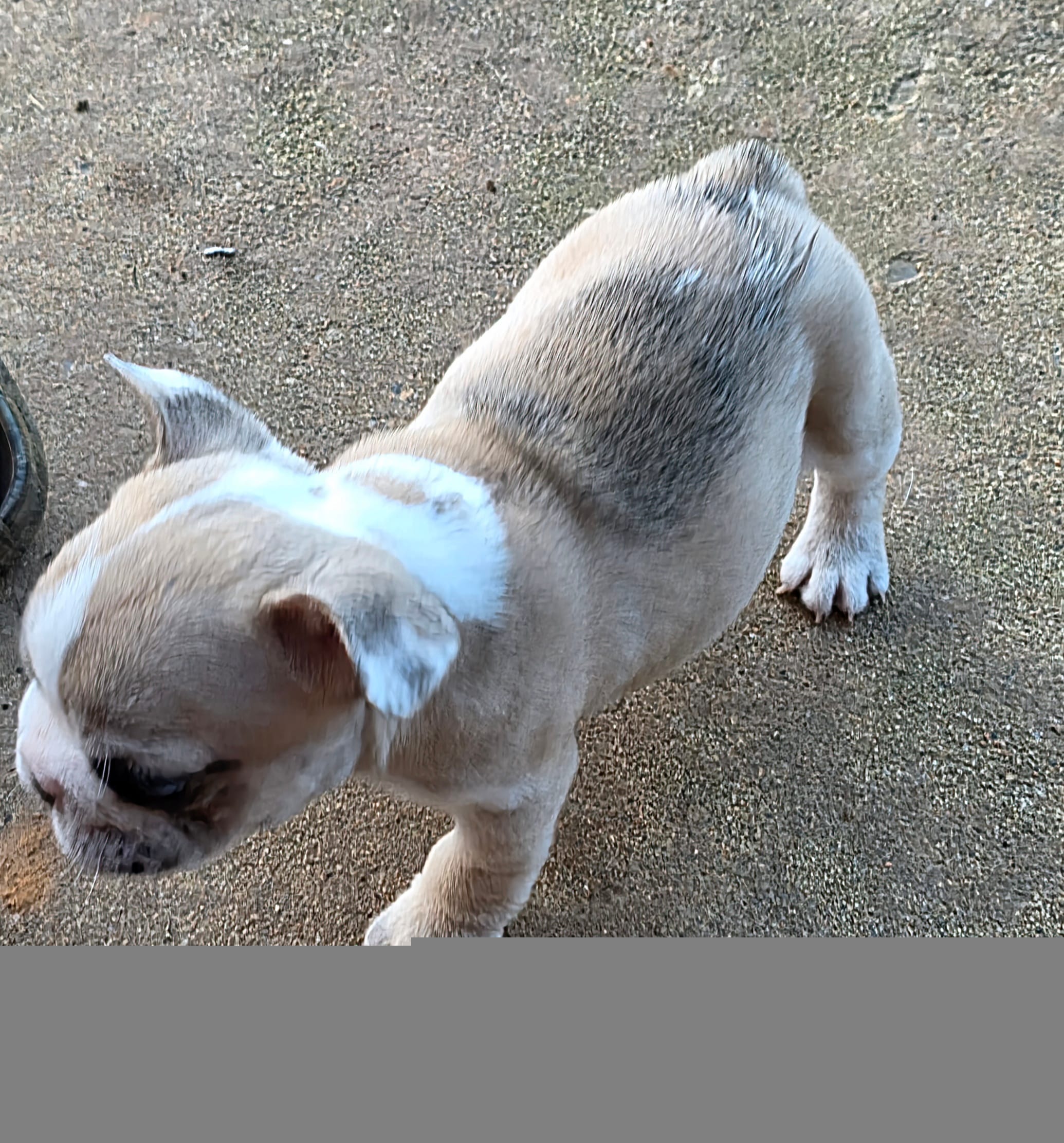 AKC Male – French Bulldog puppy for sale in Hartman, AR