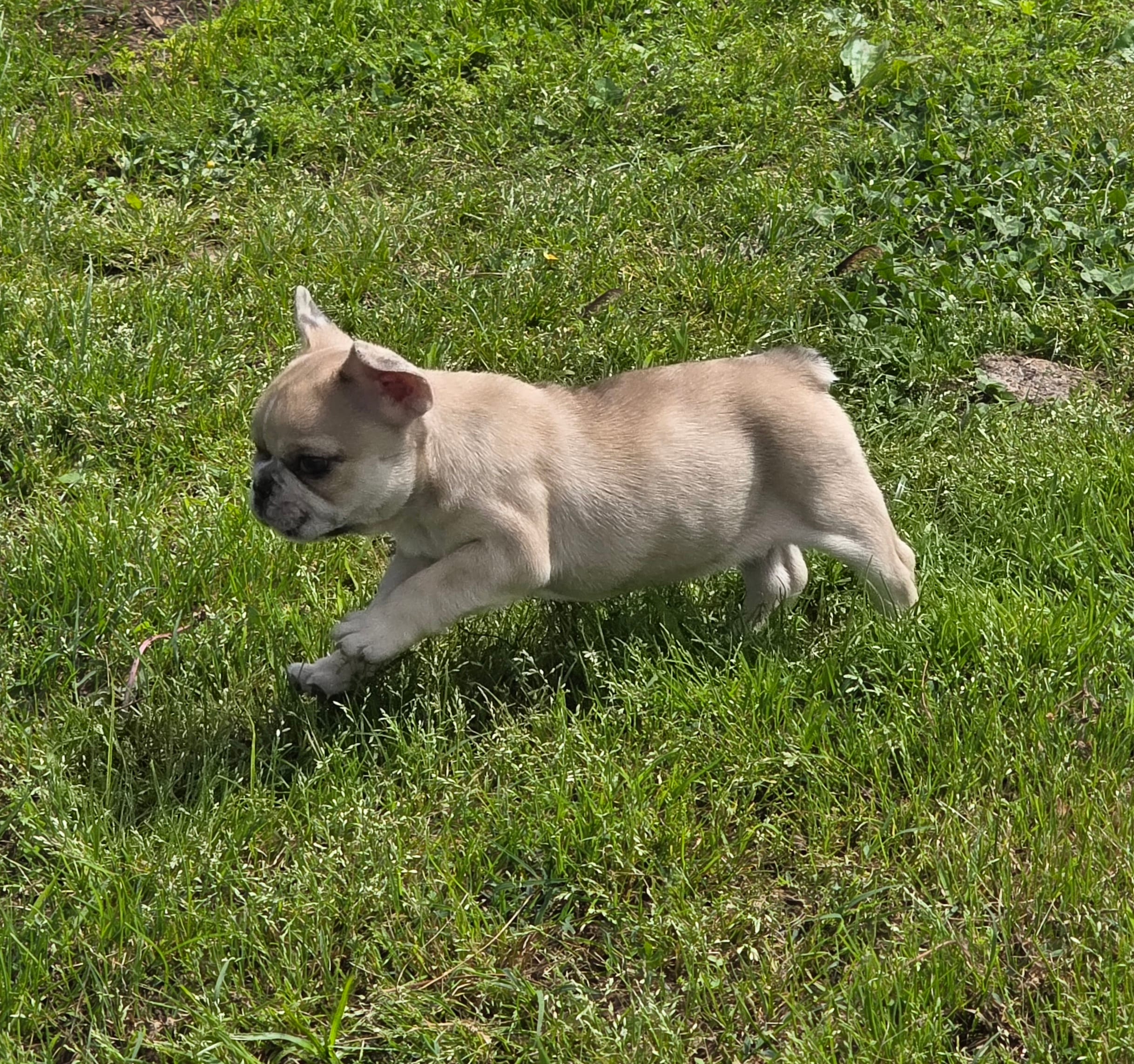 AKC Female – French Bulldog puppy for sale in Hartman, AR