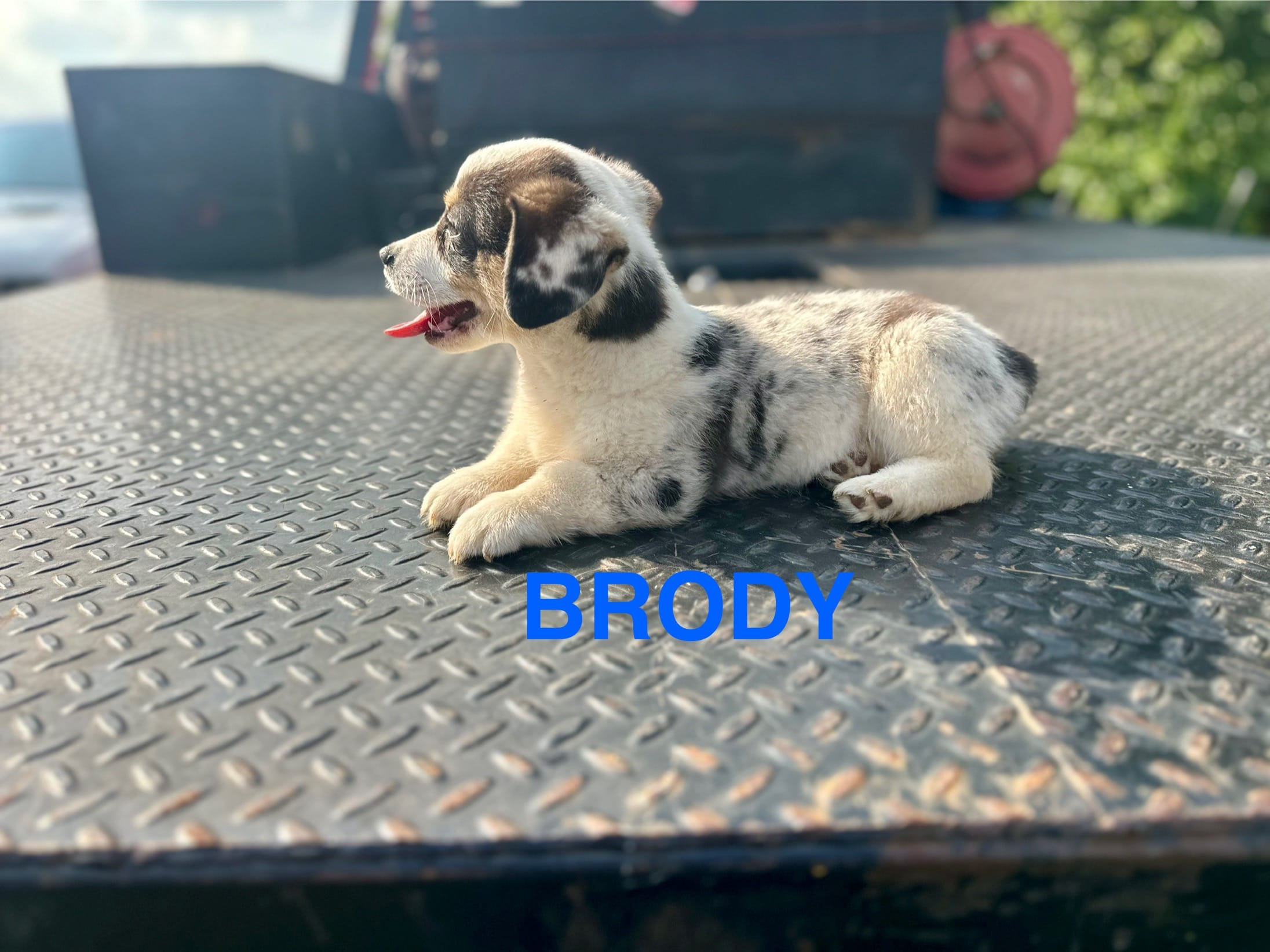 Brody, a male Cardigan Welsh Corgi and Pembroke Welsh Corgi for sale in Cookville, TX – Photo 4 of 5