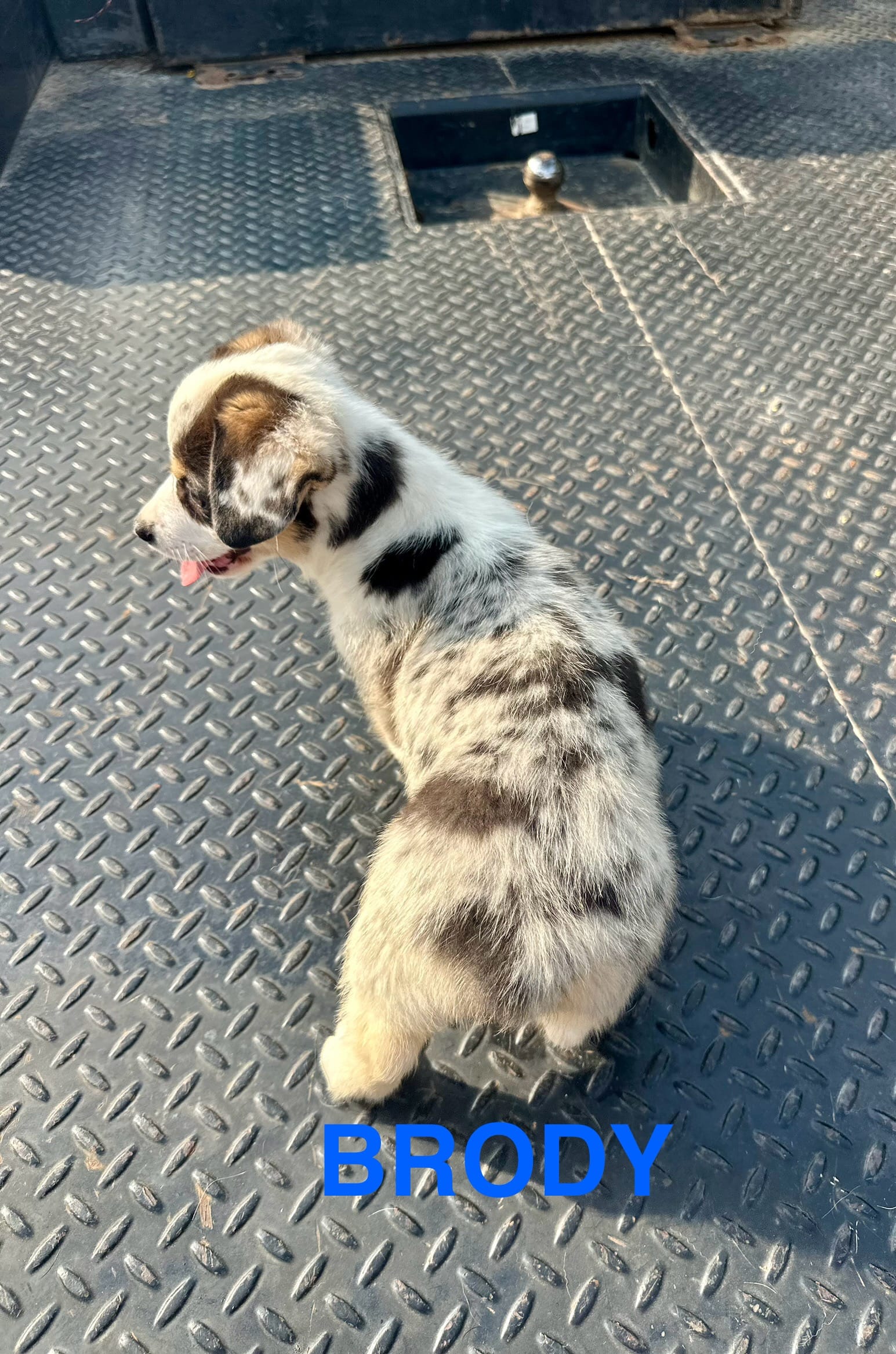 Brody, a male Cardigan Welsh Corgi and Pembroke Welsh Corgi for sale in Cookville, TX – Photo 5 of 5