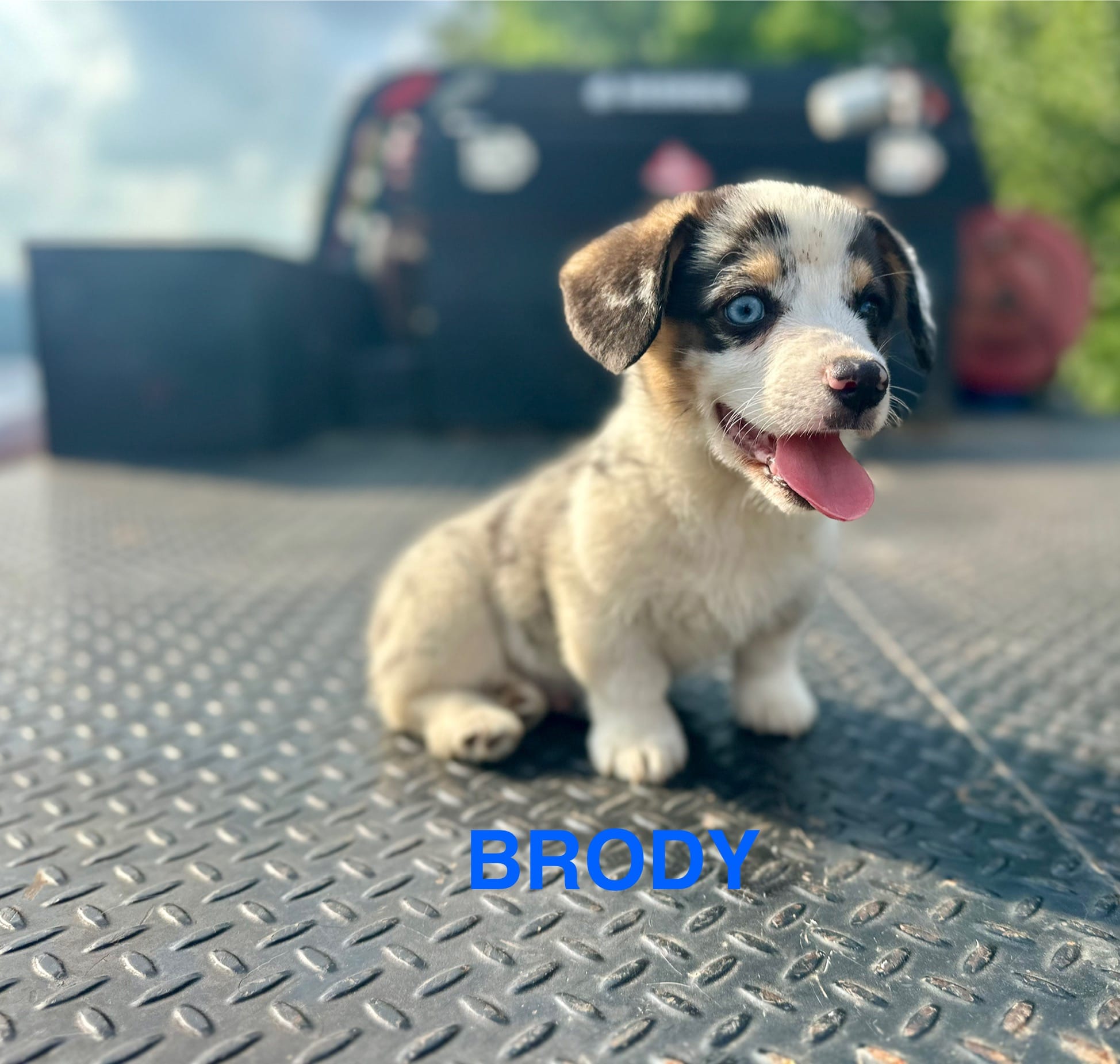 Brody, a male Cardigan Welsh Corgi and Pembroke Welsh Corgi for sale in Cookville, TX – Photo 2 of 5